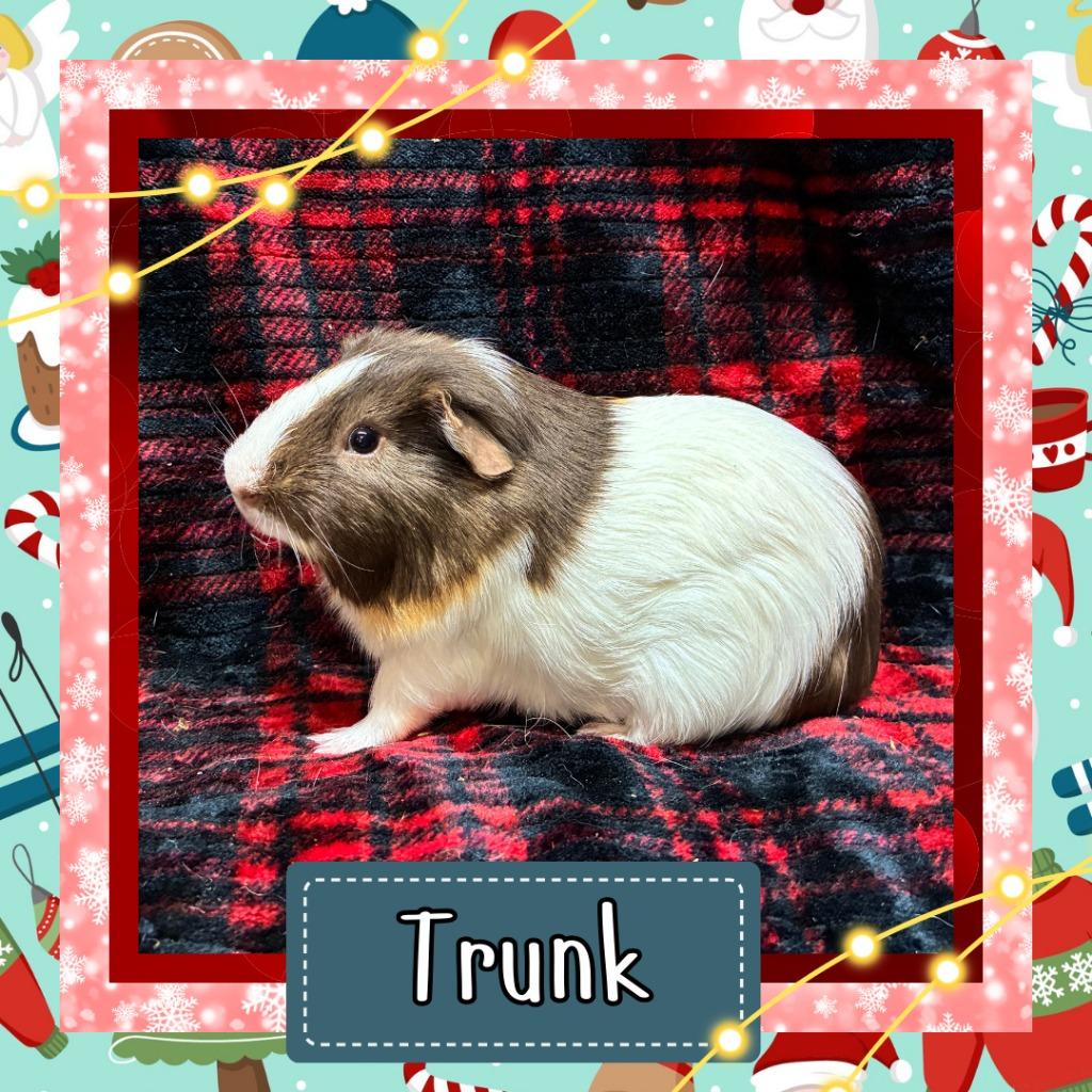 Enlarge Trunk, a Adoptable Guinea Pig in Elizabethtown, KY image 2/3