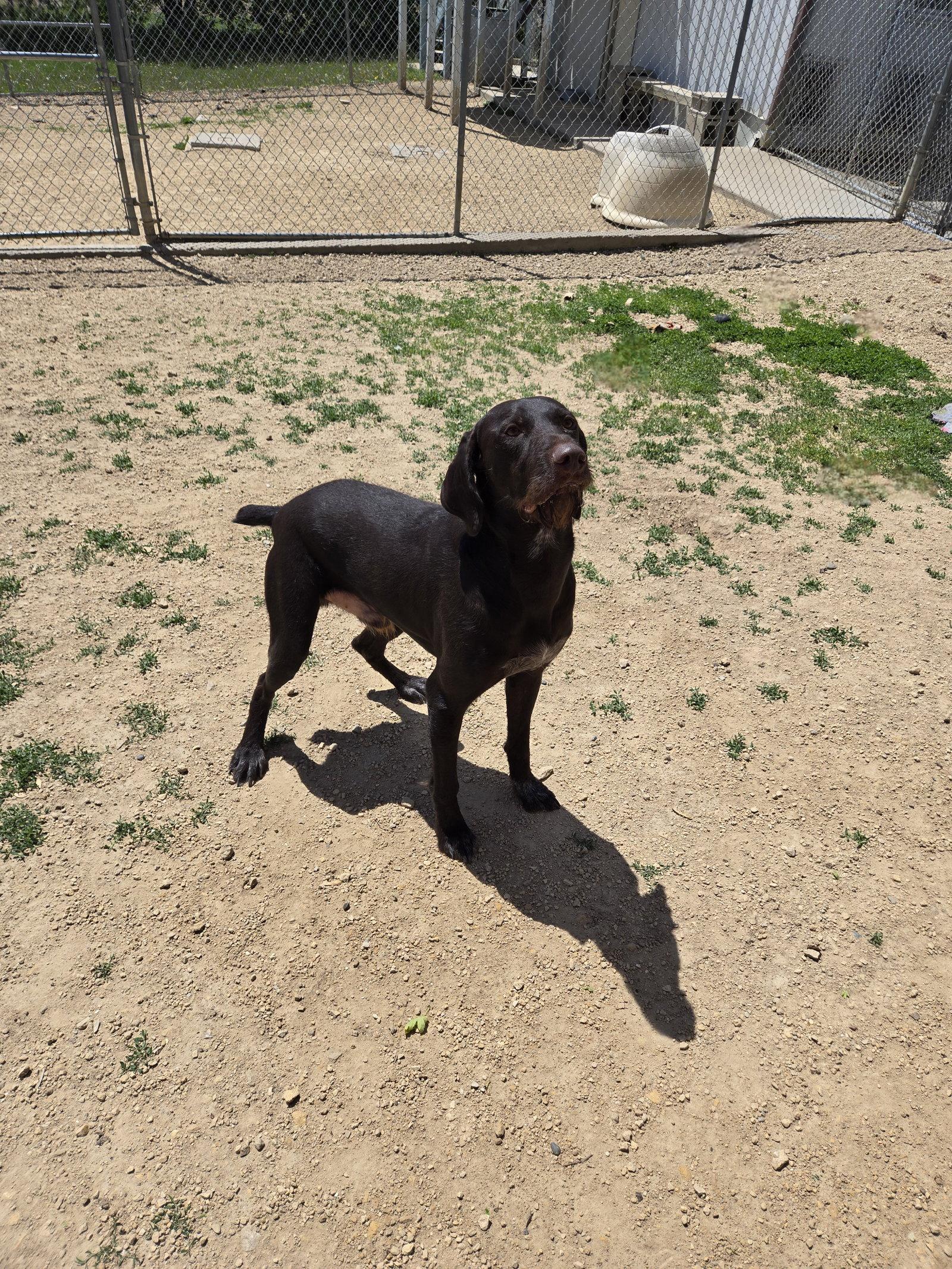 Max, Adopted, Adult Male German Shorthaired Pointer & Retriever.