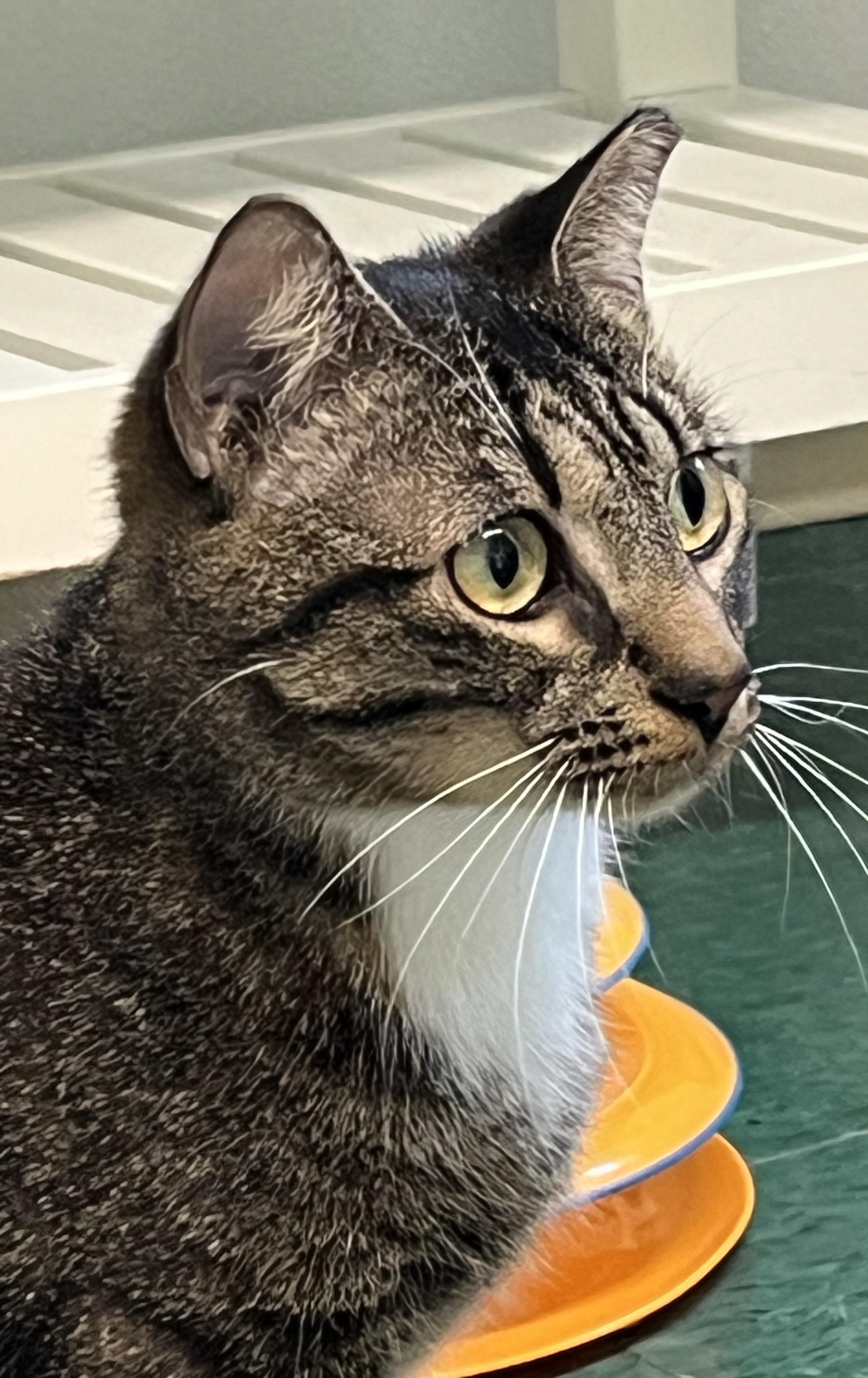 Bruma, a ADOPTABLE Domestic Short Hair in Harrison, NY image 5/6
