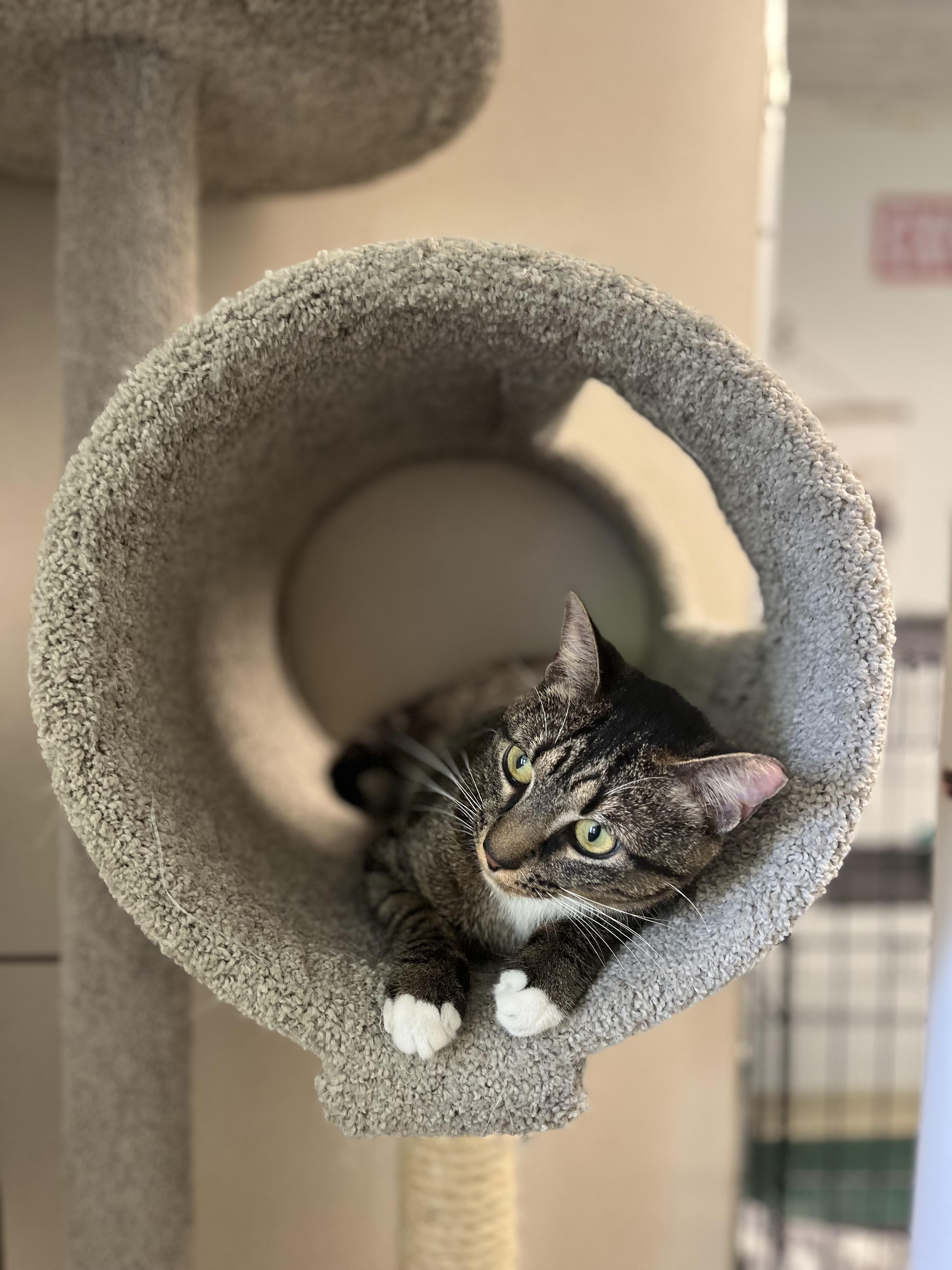 Bruma, a ADOPTABLE Domestic Short Hair in Harrison, NY image 6/6