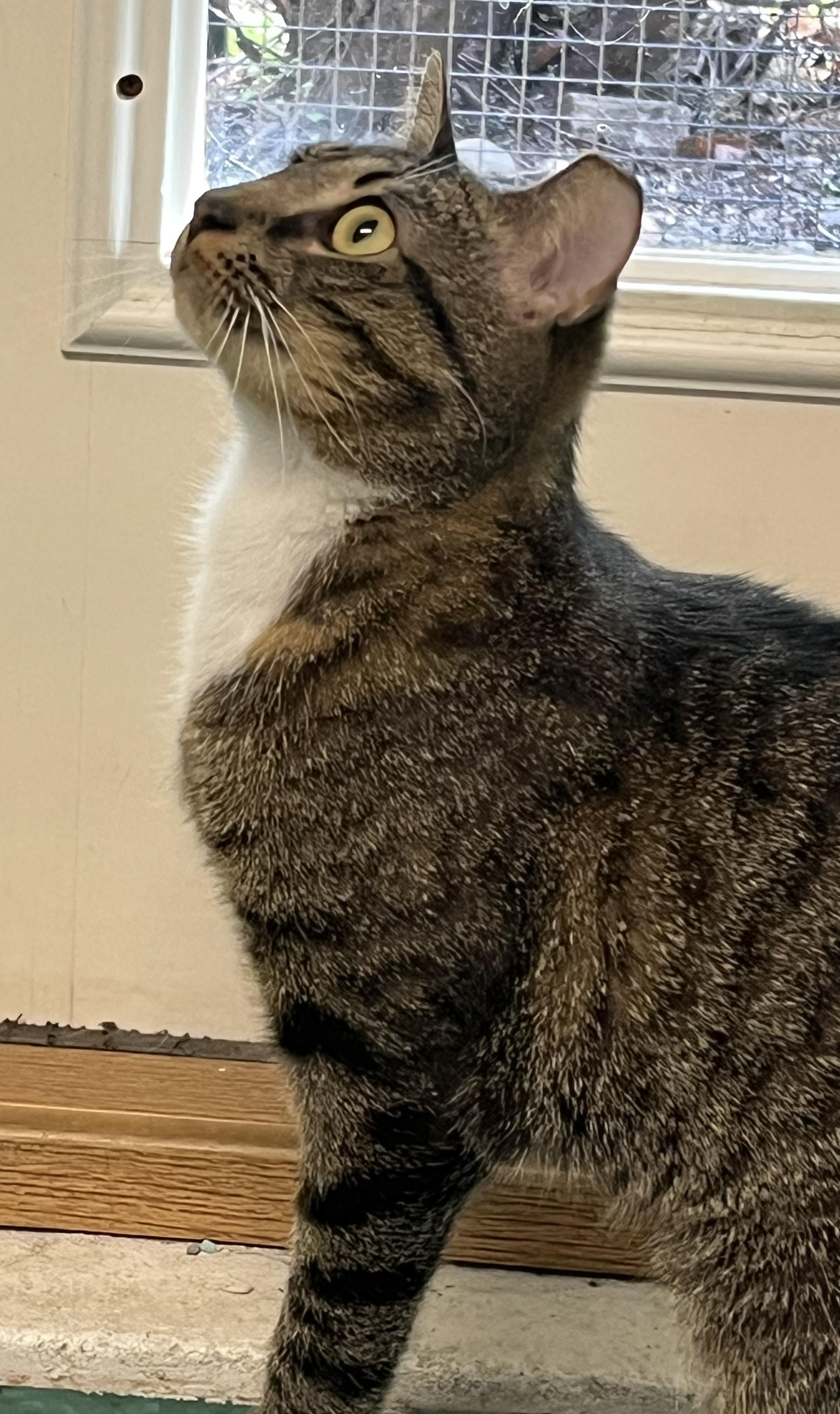 Bruma, a ADOPTABLE Domestic Short Hair in Harrison, NY image 4/6