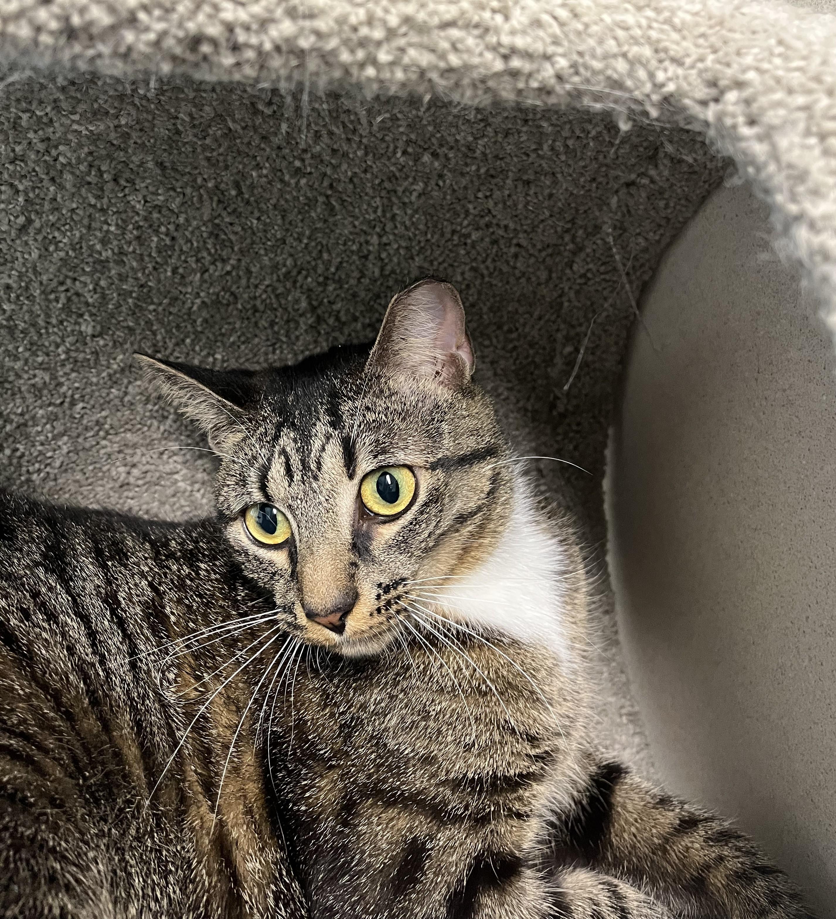 Bruma, a ADOPTABLE Domestic Short Hair in Harrison, NY image 2/6