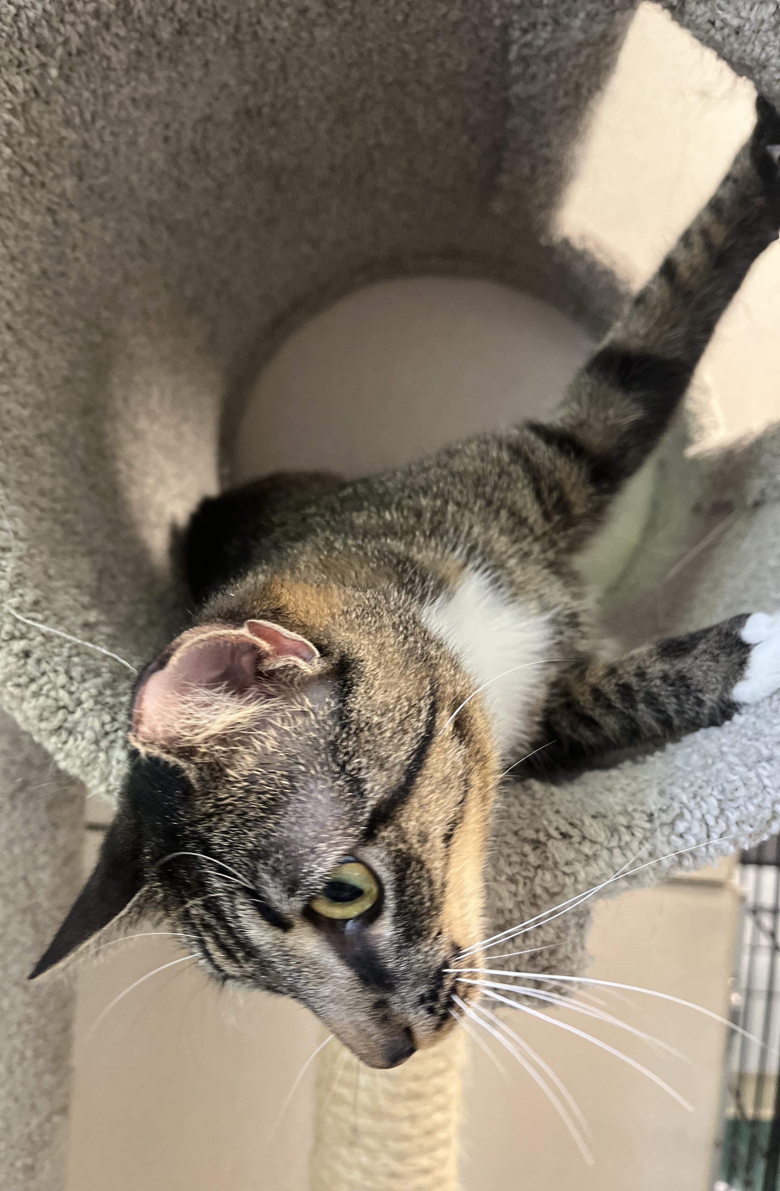 Bruma, a ADOPTABLE Domestic Short Hair in Harrison, NY image 3/6