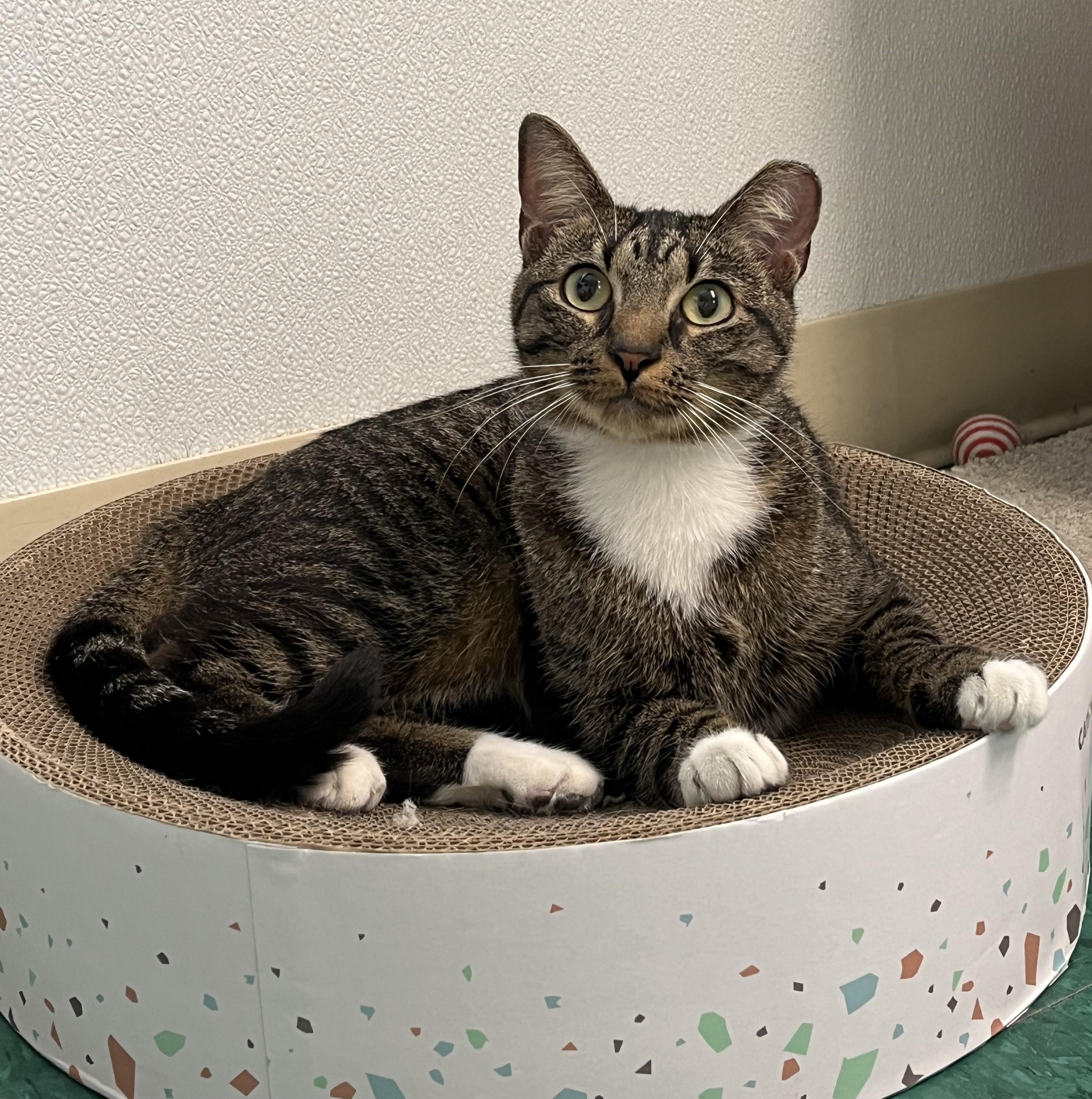 Bruma, ADOPTABLE, Young Female Domestic Short Hair.