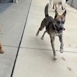 Enlarge ARIES, a Adoptable mixed breed in Columbus, MS image 2/6