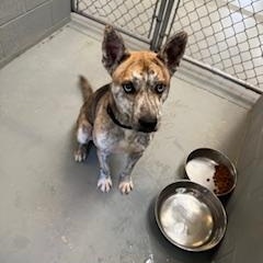 Enlarge ARIES, a Adoptable mixed breed in Columbus, MS image 3/6