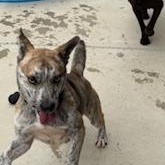 Enlarge ARIES, a Adoptable mixed breed in Columbus, MS image 5/6