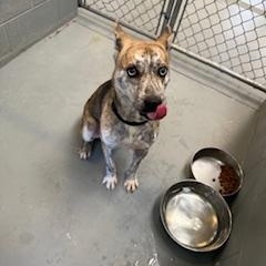 Enlarge ARIES, a Adoptable mixed breed in Columbus, MS image 4/6