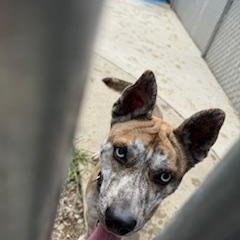 Enlarge ARIES, a Adoptable mixed breed in Columbus, MS image 1/6