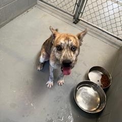 Enlarge ARIES, a Adoptable mixed breed in Columbus, MS image 6/6