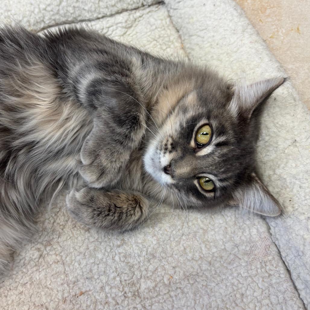 Phineas, Adoptable, Young Male Domestic Short Hair.