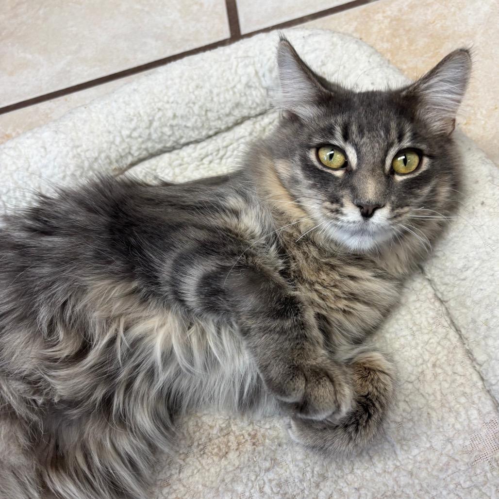 Enlarge Phineas, a Adoptable Domestic Short Hair in Chippewa Falls, WI image 2/2