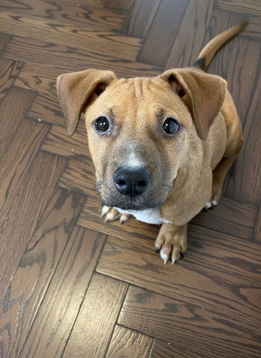 Reno, a ADOPTABLE mixed breed in Hillsdale, NY image 3/6