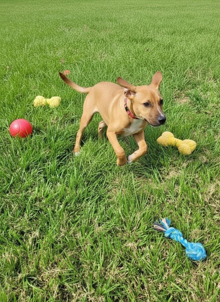 Reno, a ADOPTABLE mixed breed in Hillsdale, NY image 4/5