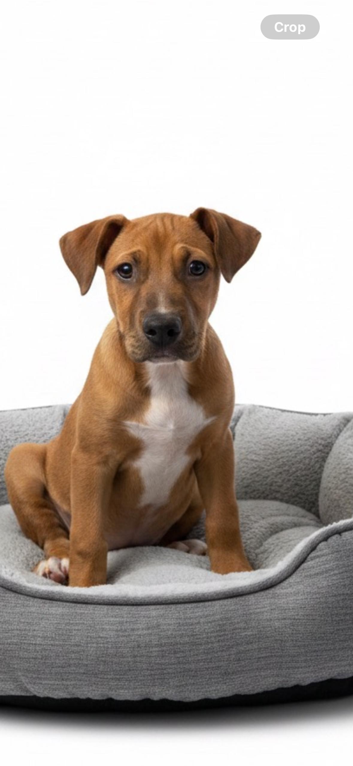Reno, a ADOPTABLE mixed breed in Hillsdale, NY image 5/5