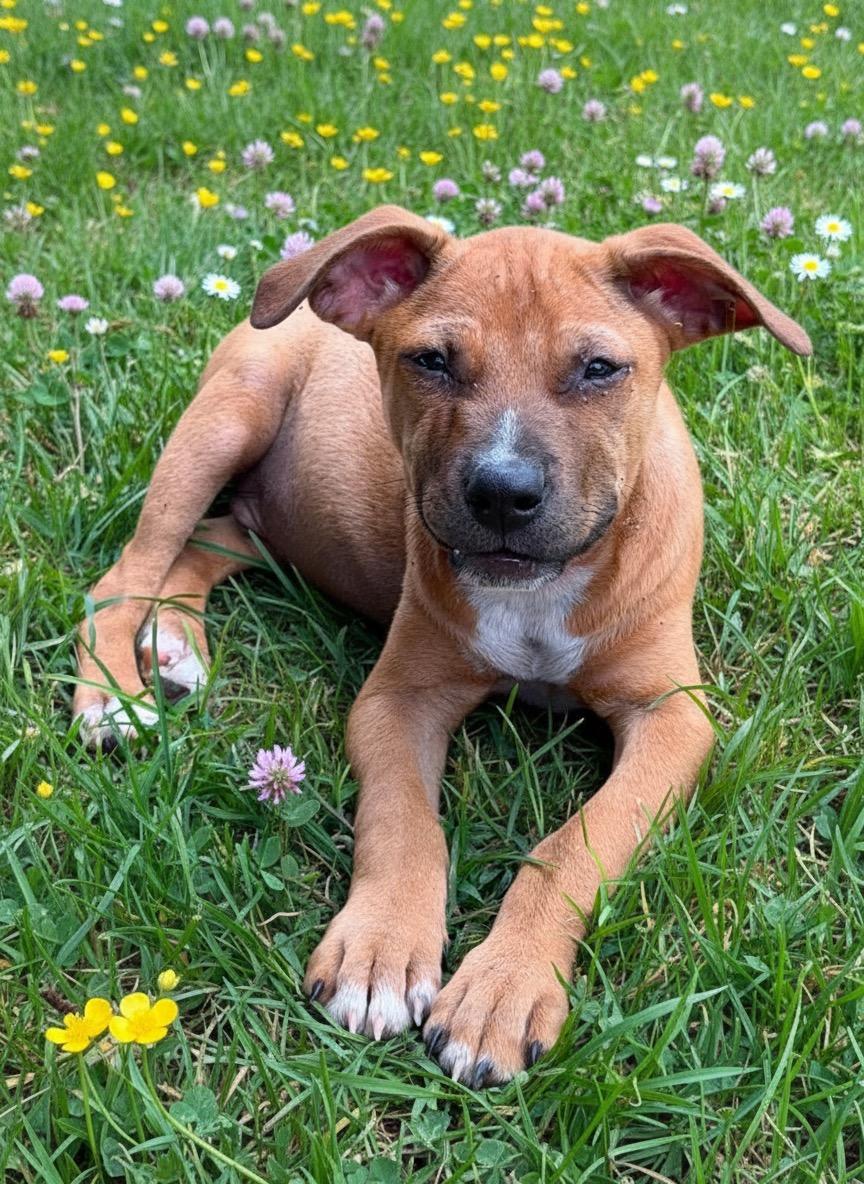 Reno, a ADOPTABLE mixed breed in Hillsdale, NY image 4/6