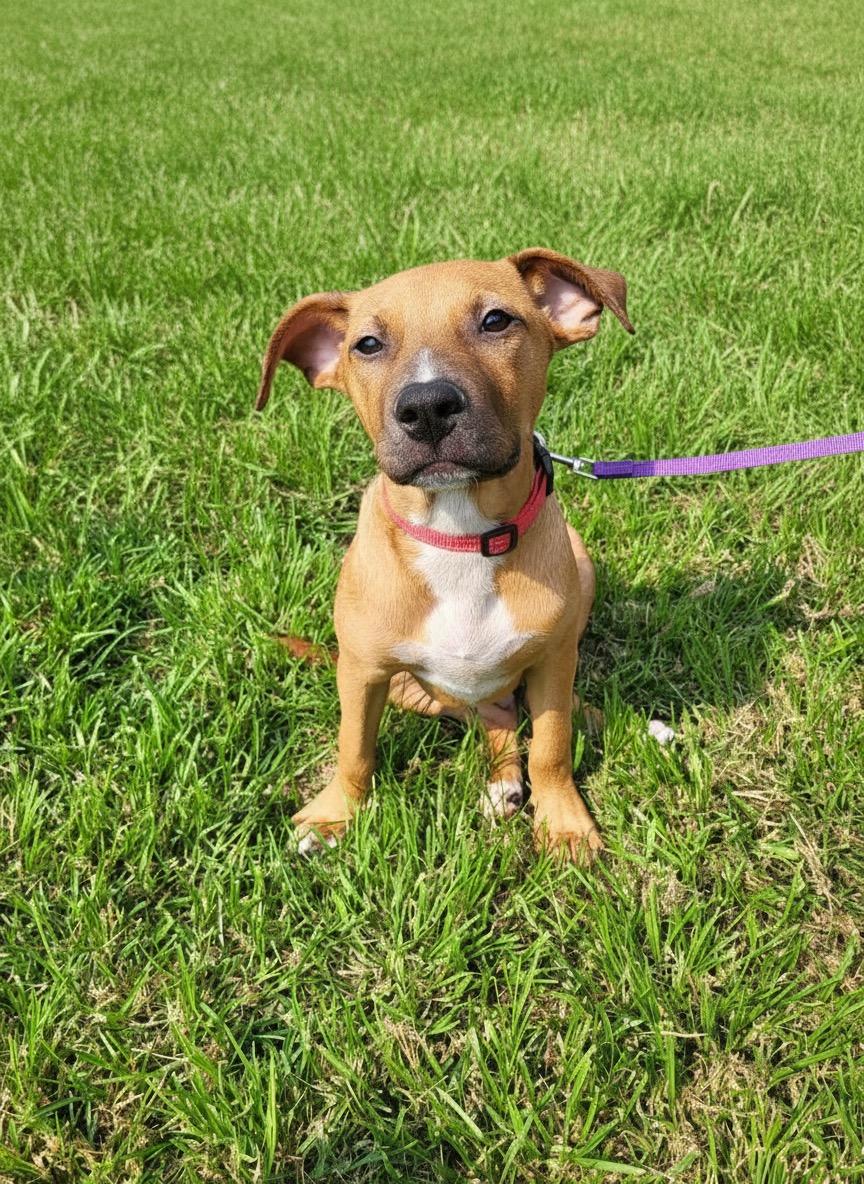 Reno, a ADOPTABLE mixed breed in Hillsdale, NY image 2/5