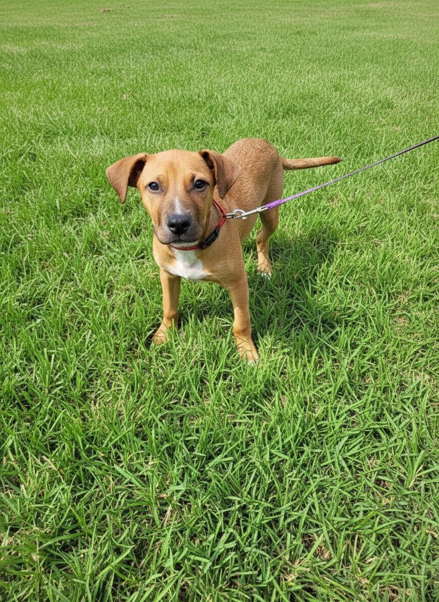 Reno, a ADOPTABLE mixed breed in Hillsdale, NY image 3/5