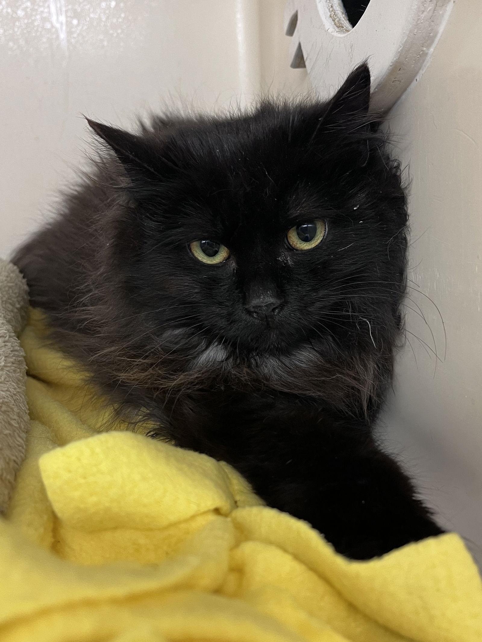 Enlarge Poofy RM, a Adopted Domestic Long Hair in Rockaway, NJ image 1/1