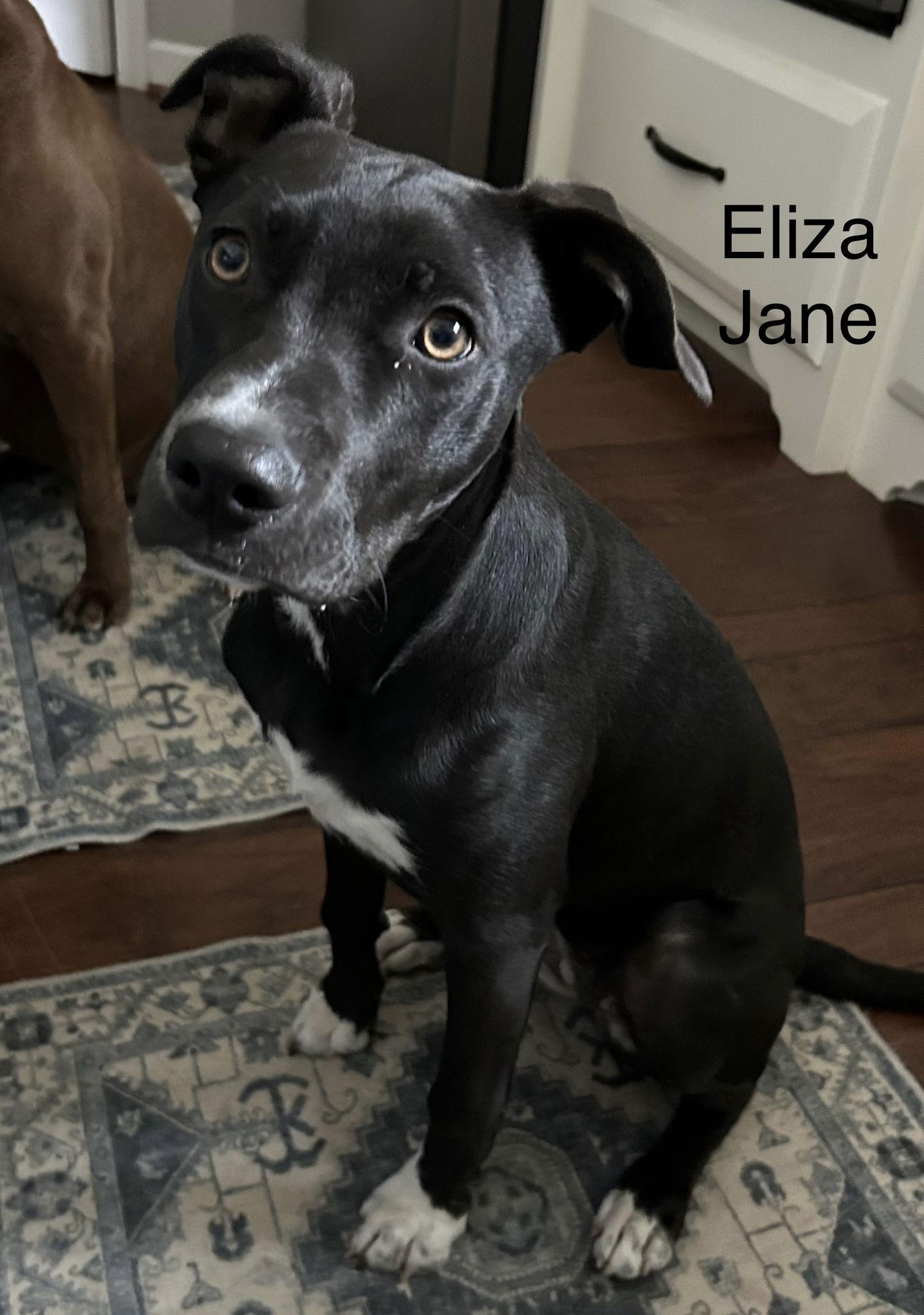 Enlarge Eliza Jane, a Adopted mixed breed in Spring City, PA image 1/3