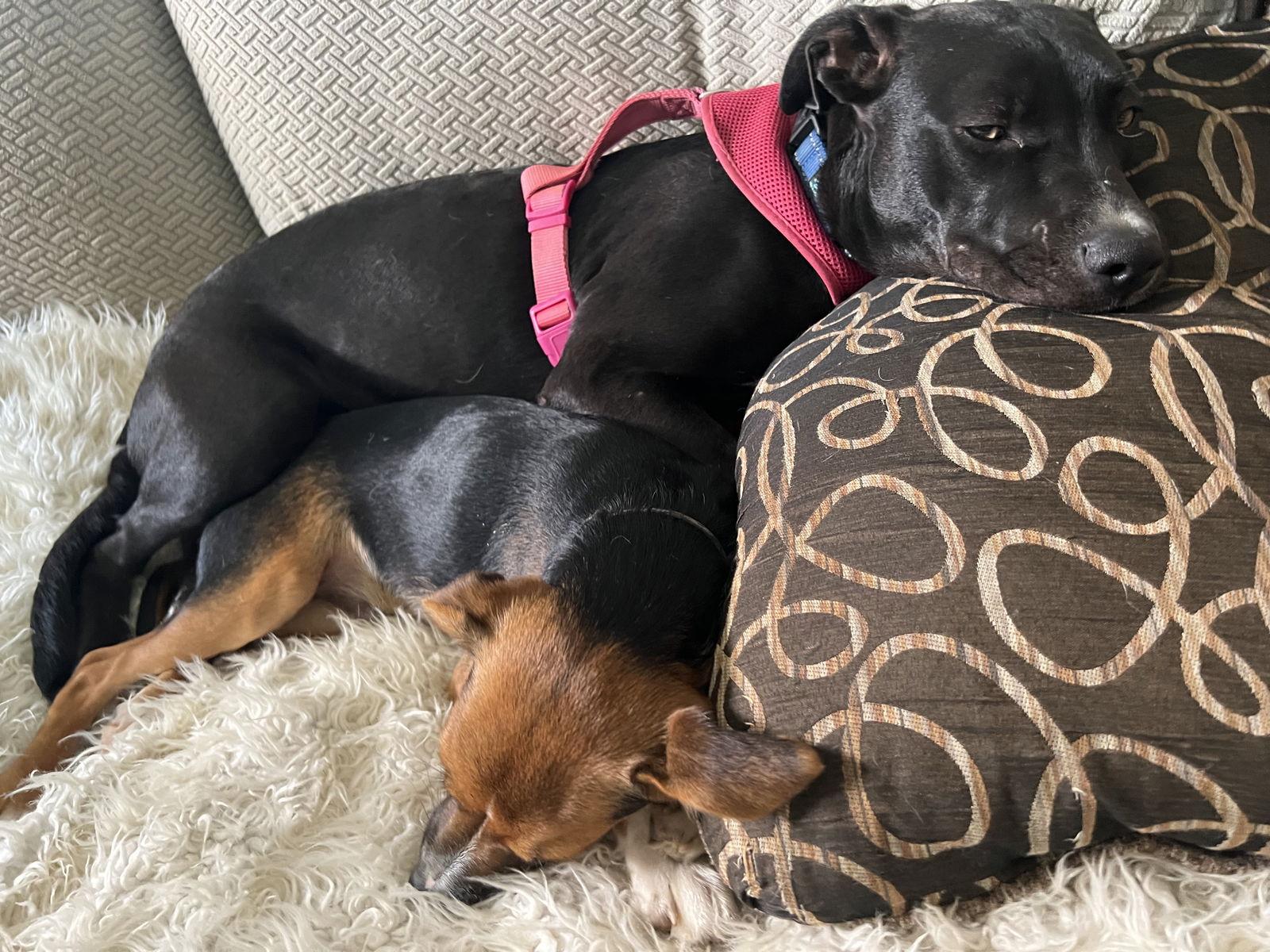 Enlarge Eliza Jane, a Adopted mixed breed in Spring City, PA image 2/3