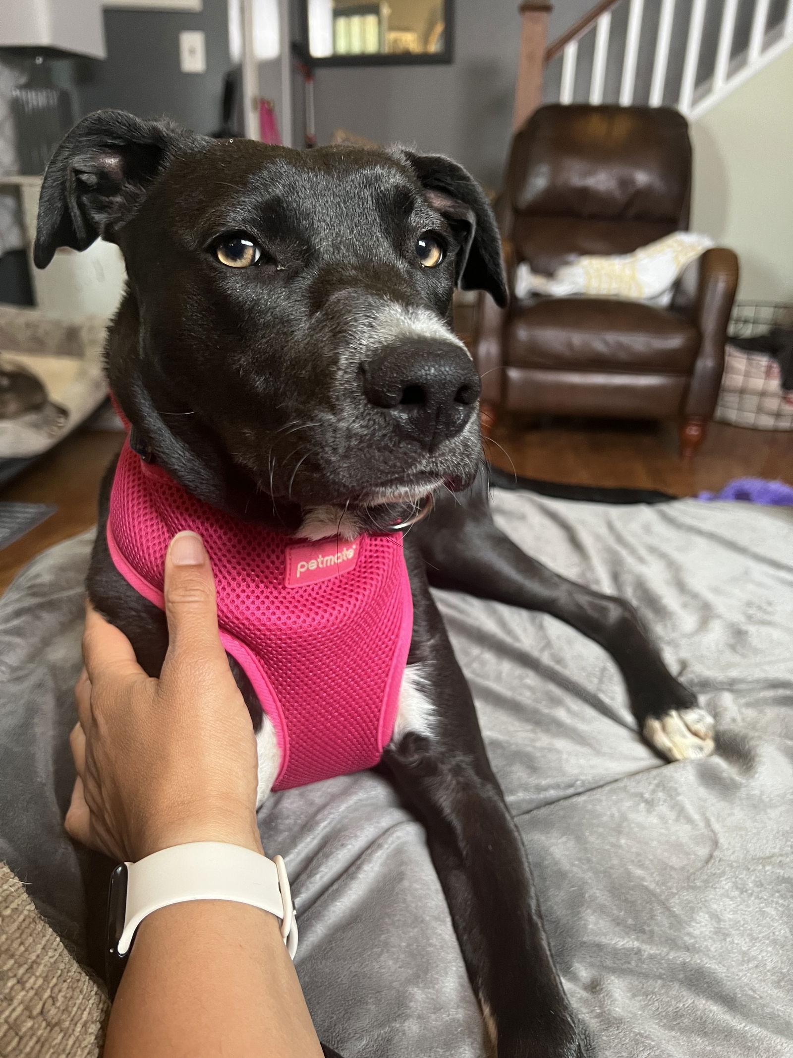 Enlarge Eliza Jane, a Adopted mixed breed in Spring City, PA image 3/3