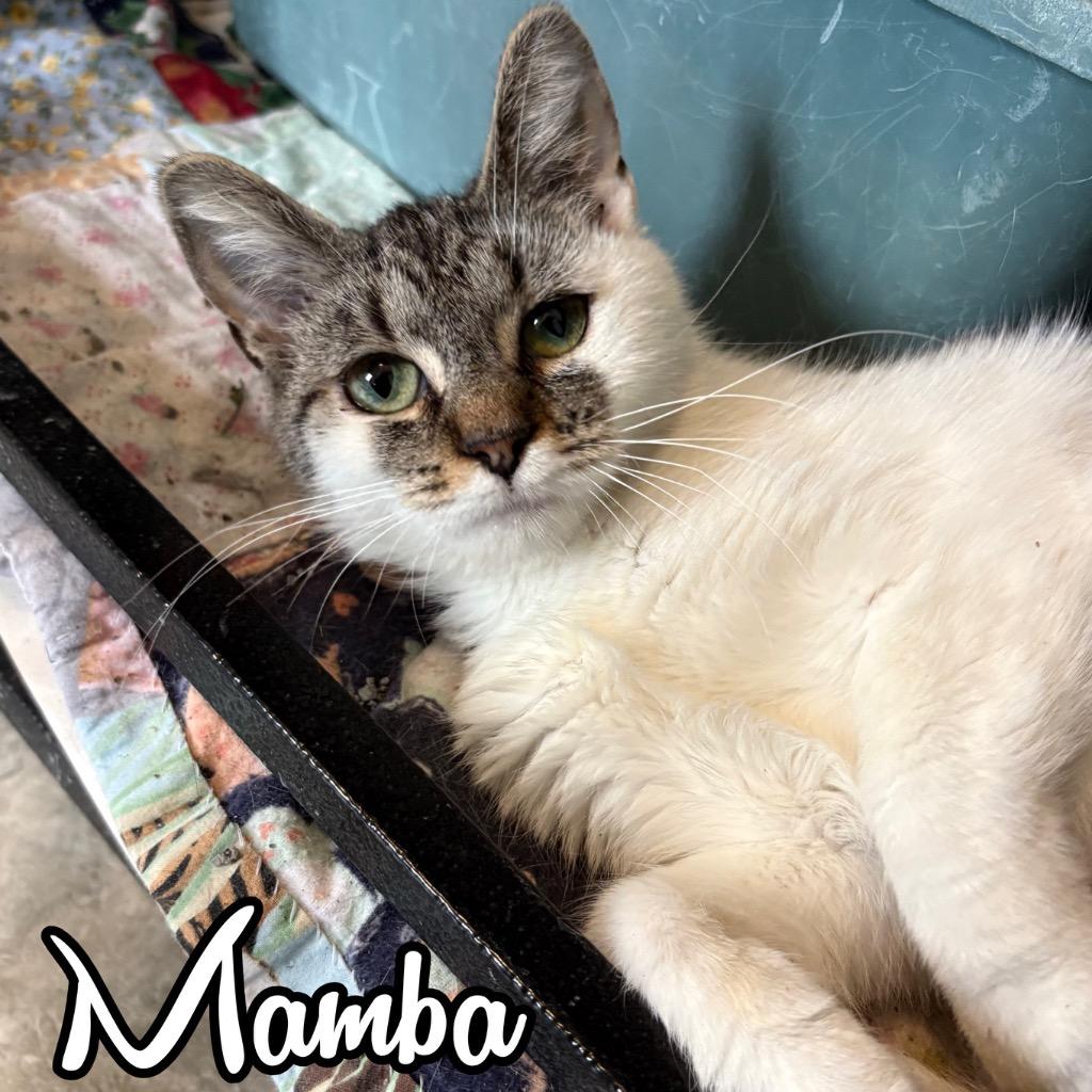 Mamba, Adoptable, Young Female Domestic Short Hair.