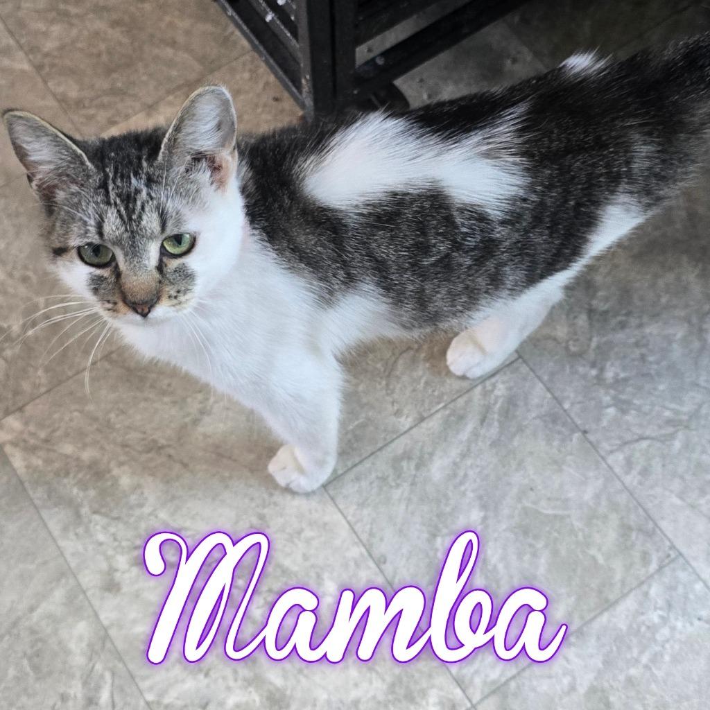 Enlarge Mamba, a Adoptable Domestic Short Hair in Hillsboro, OH image 2/2