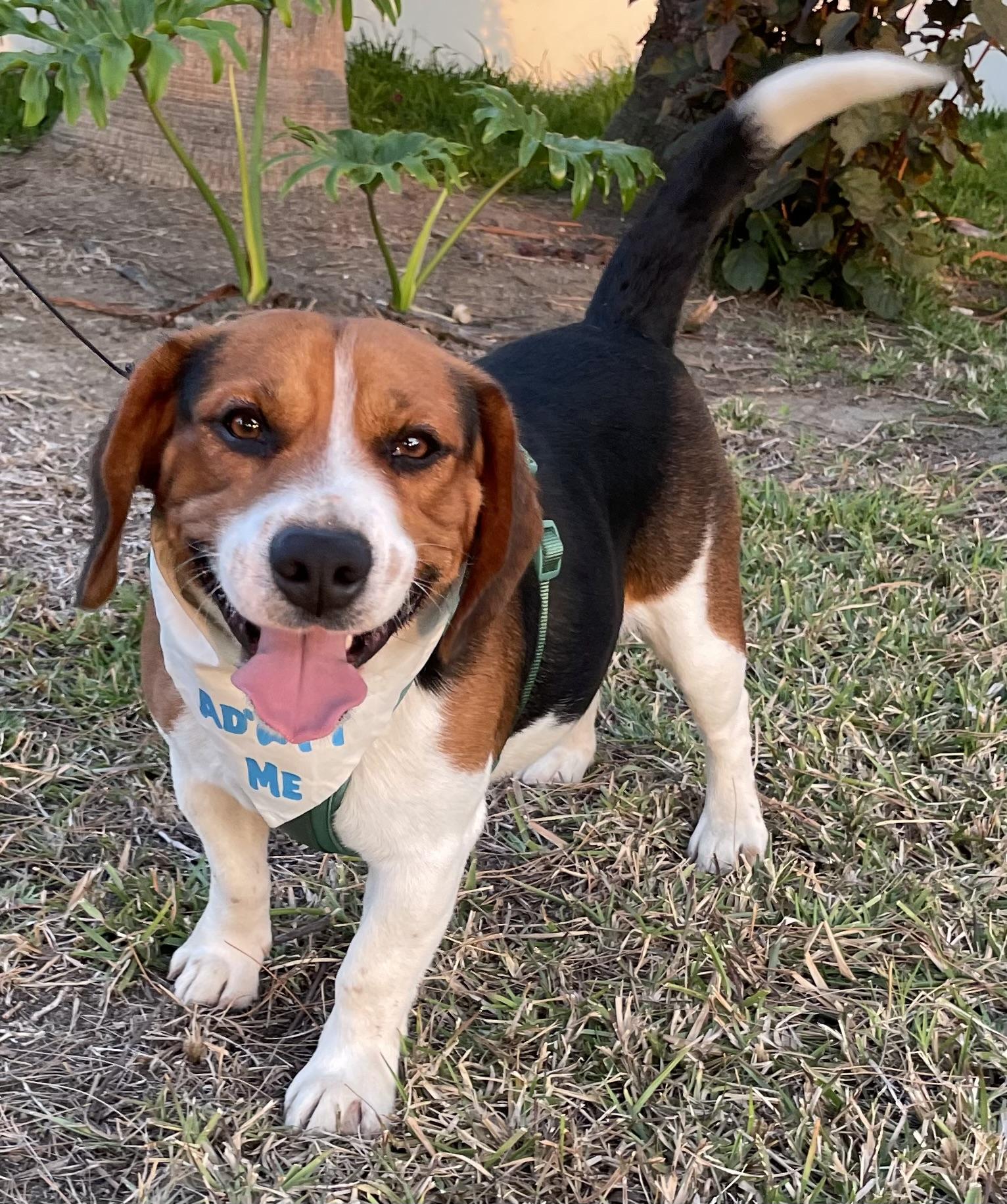 Rusty, a ADOPTABLE Beagle in San Ysidro, CA image 3/6
