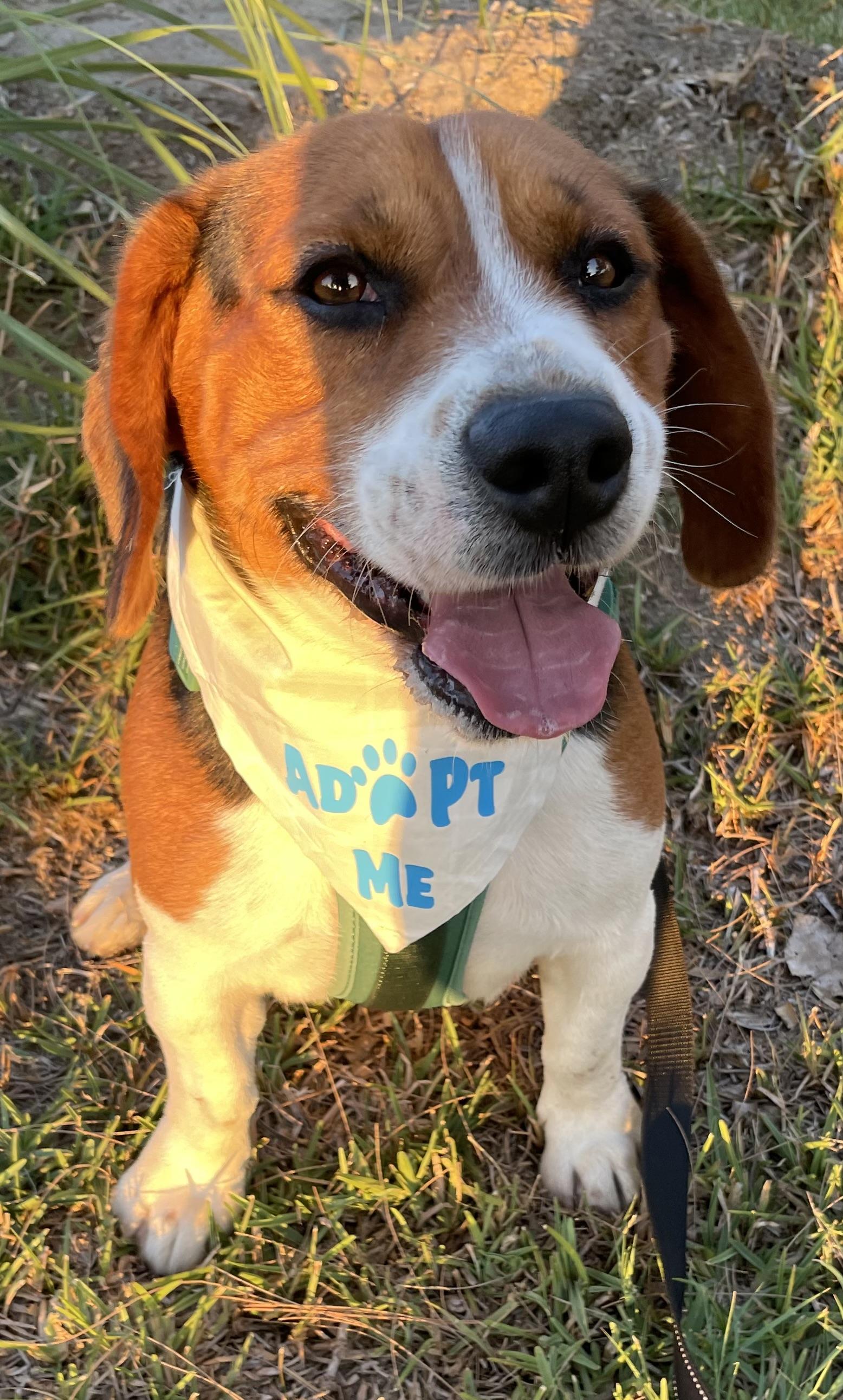 Rusty, a ADOPTABLE Beagle in San Ysidro, CA image 5/6