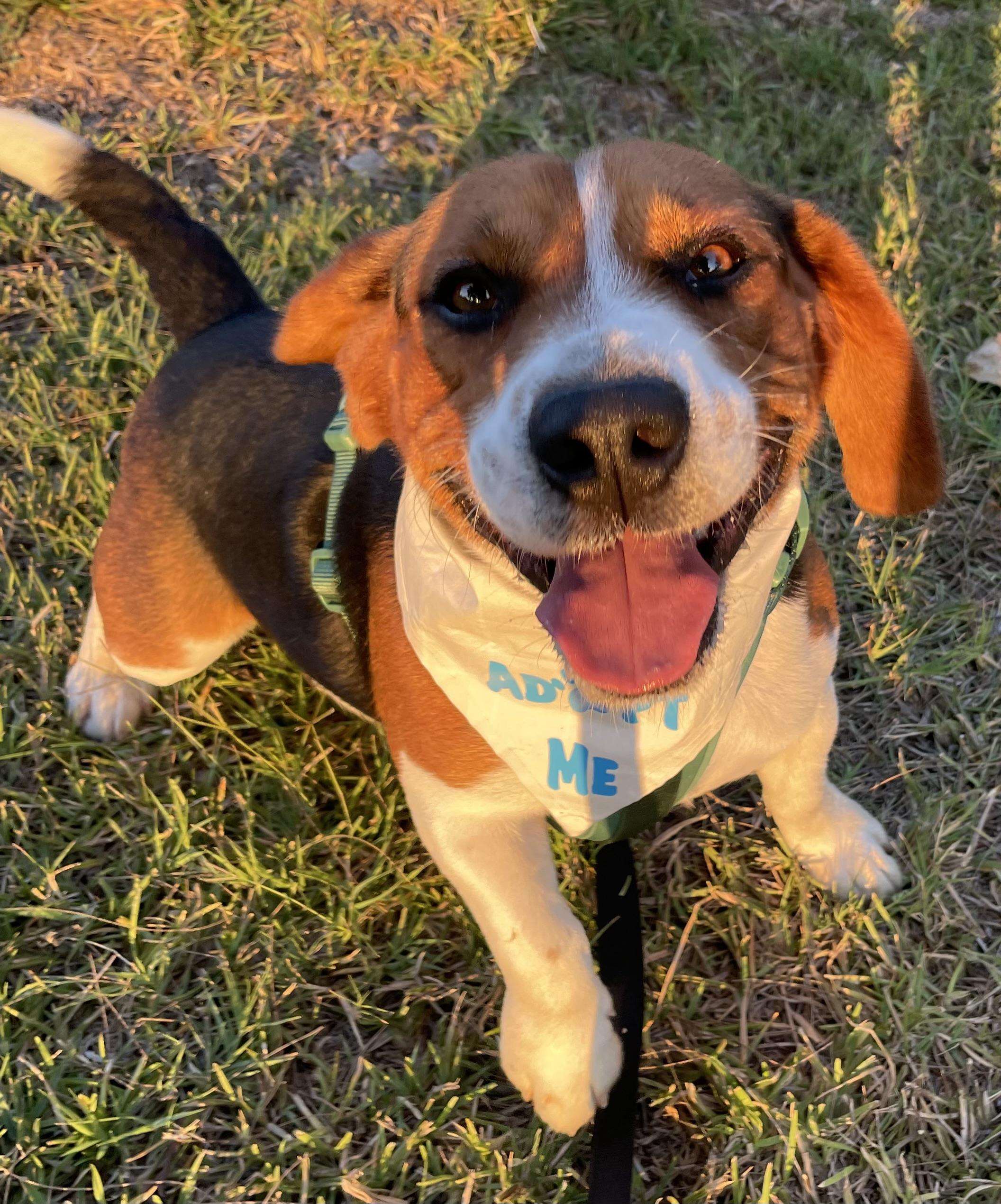 Rusty, ADOPTABLE, Young Male Beagle.