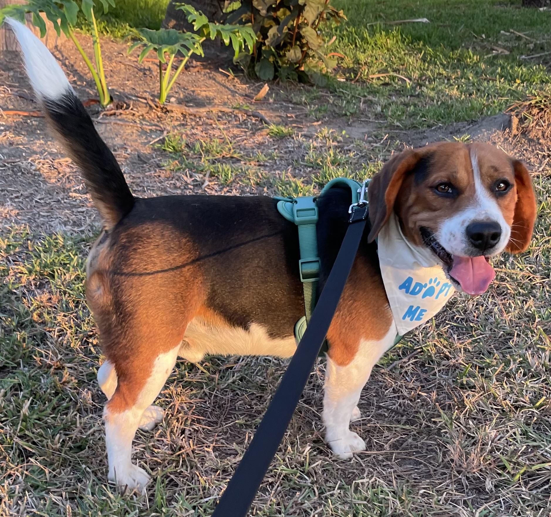 Rusty, a ADOPTABLE Beagle in San Ysidro, CA image 2/6