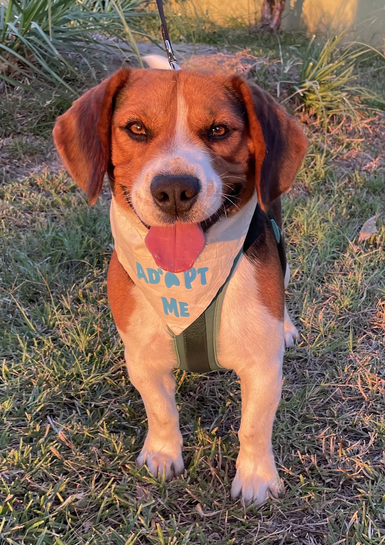 Rusty, a ADOPTABLE Beagle in San Ysidro, CA image 4/6