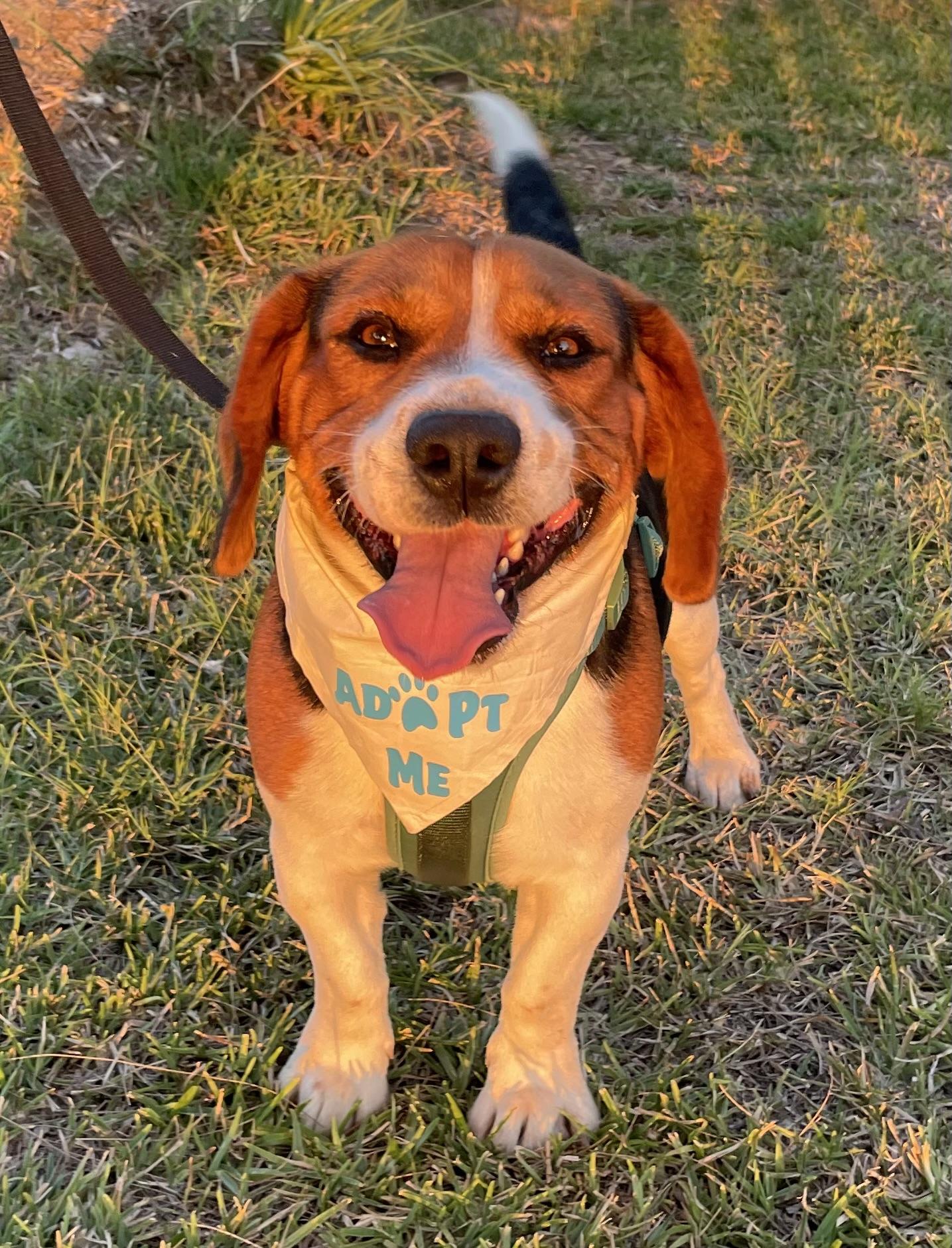 Rusty, a ADOPTABLE Beagle in San Ysidro, CA image 6/6