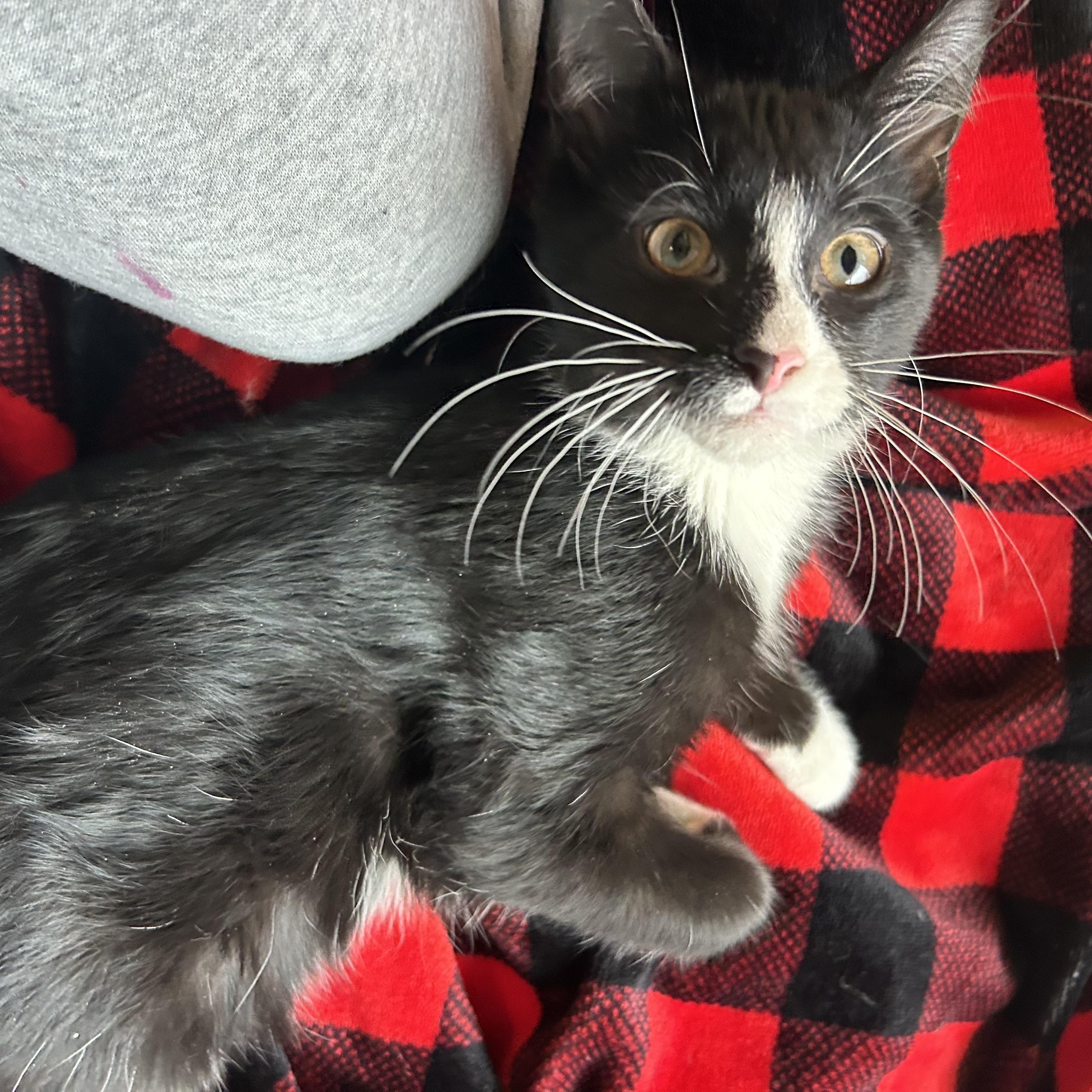 Enlarge Xander, an adopted Domestic Short Hair in Madison Heights, MI image 3/4