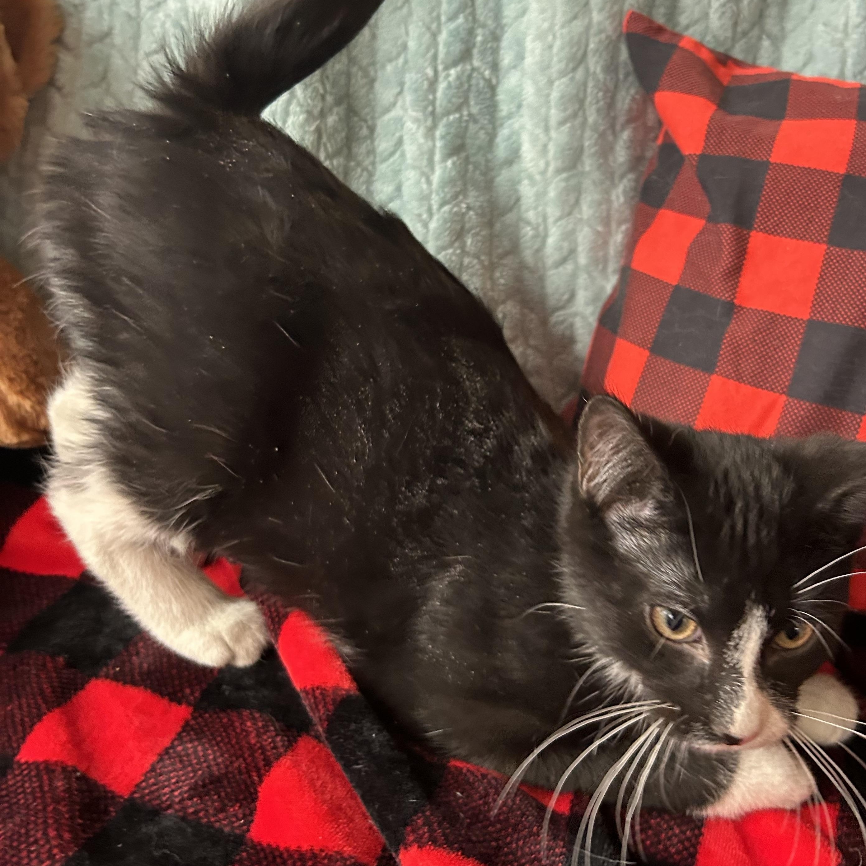 Enlarge Xander, an adopted Domestic Short Hair in Madison Heights, MI image 2/4