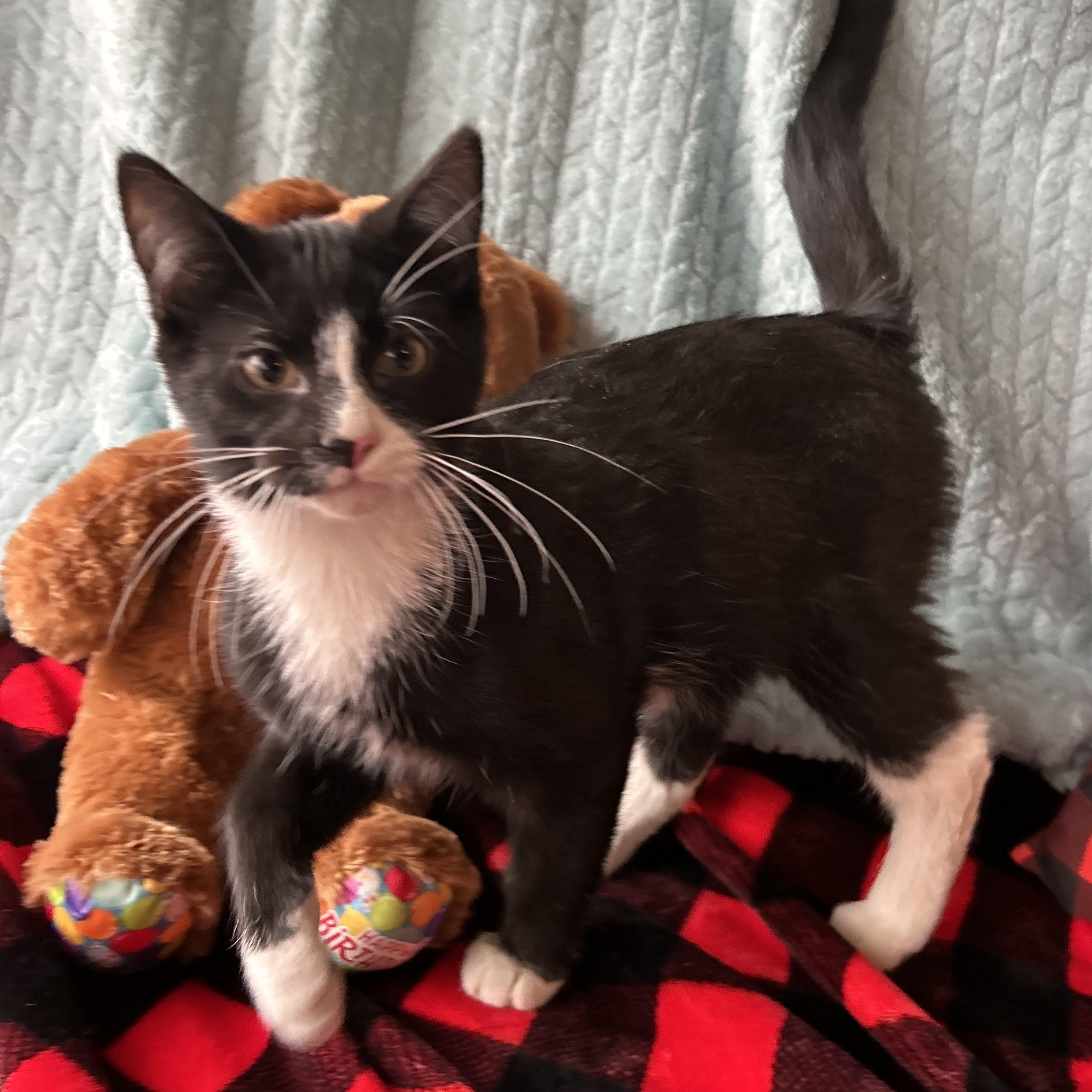 Enlarge Xander, an adopted Domestic Short Hair in Madison Heights, MI image 4/4