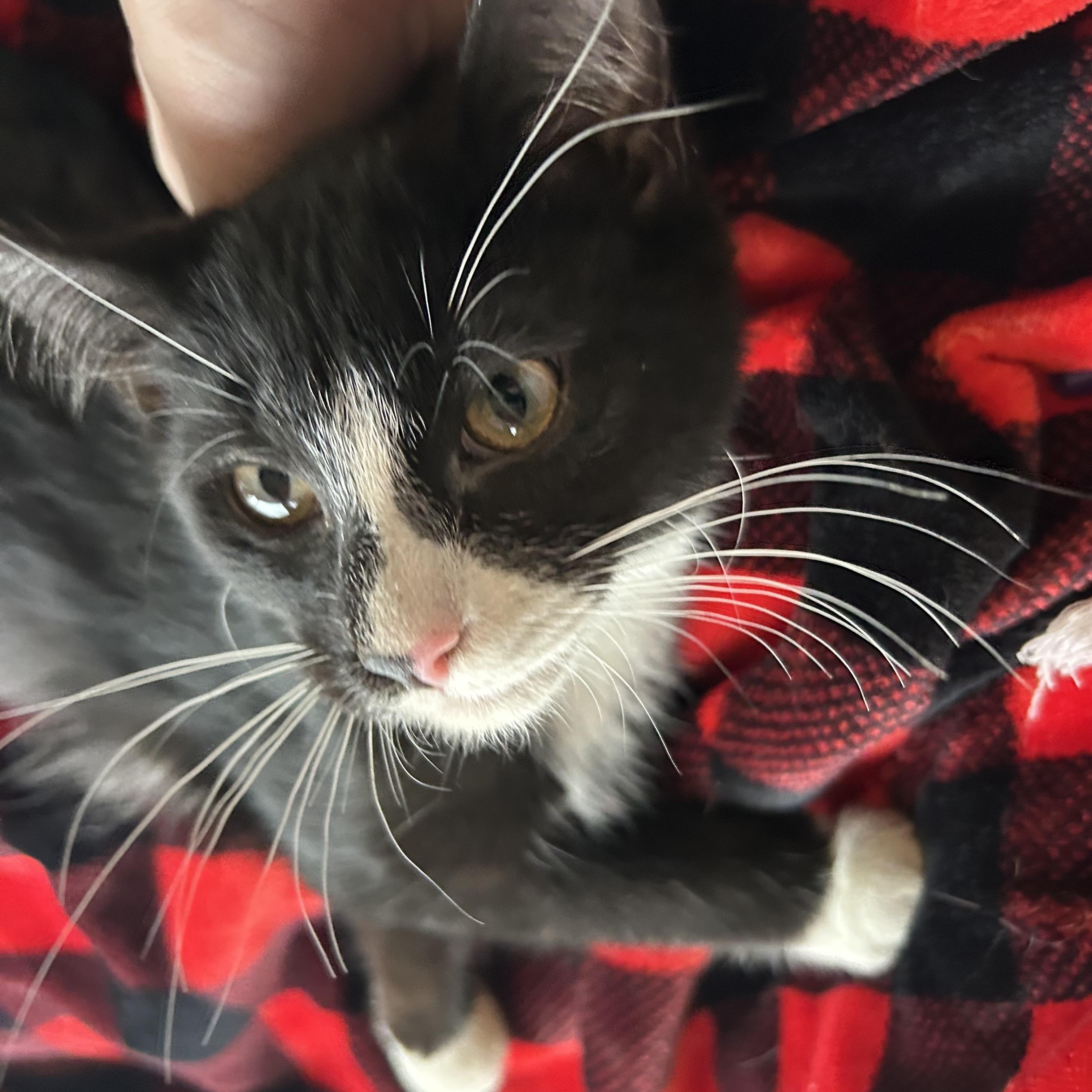 Xander, adopted, Kitten Male Domestic Short Hair.