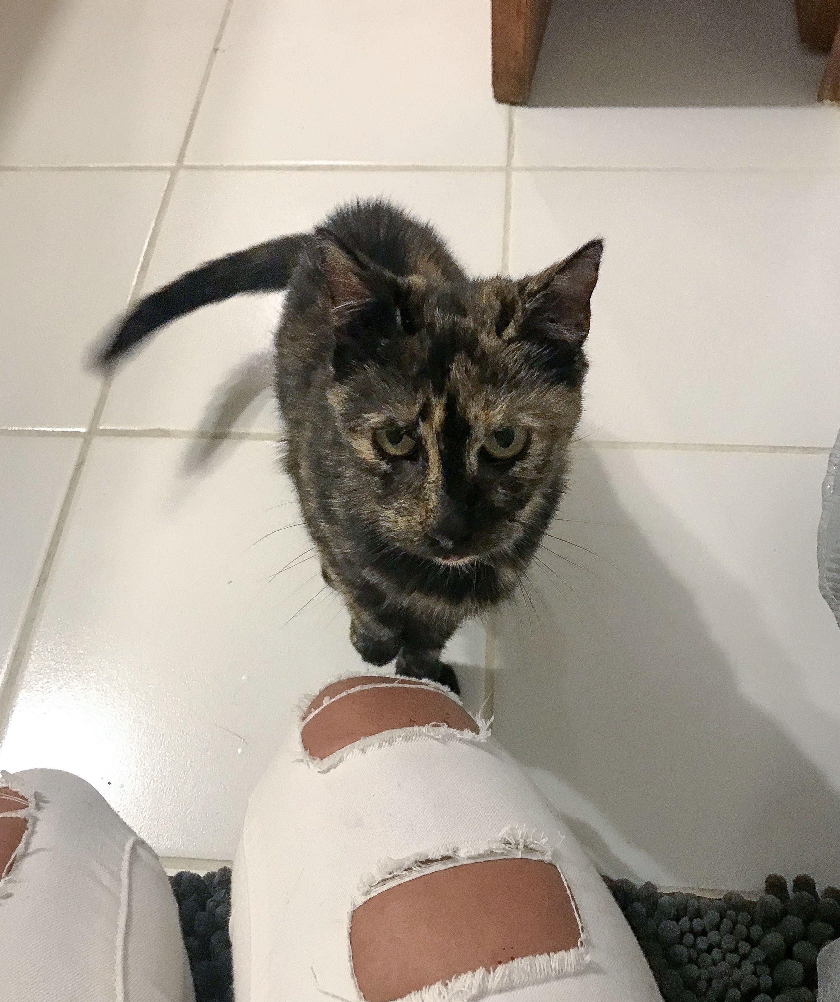 Enlarge Minnie, a Adoptable mixed breed in Nutley, NJ image 1/4