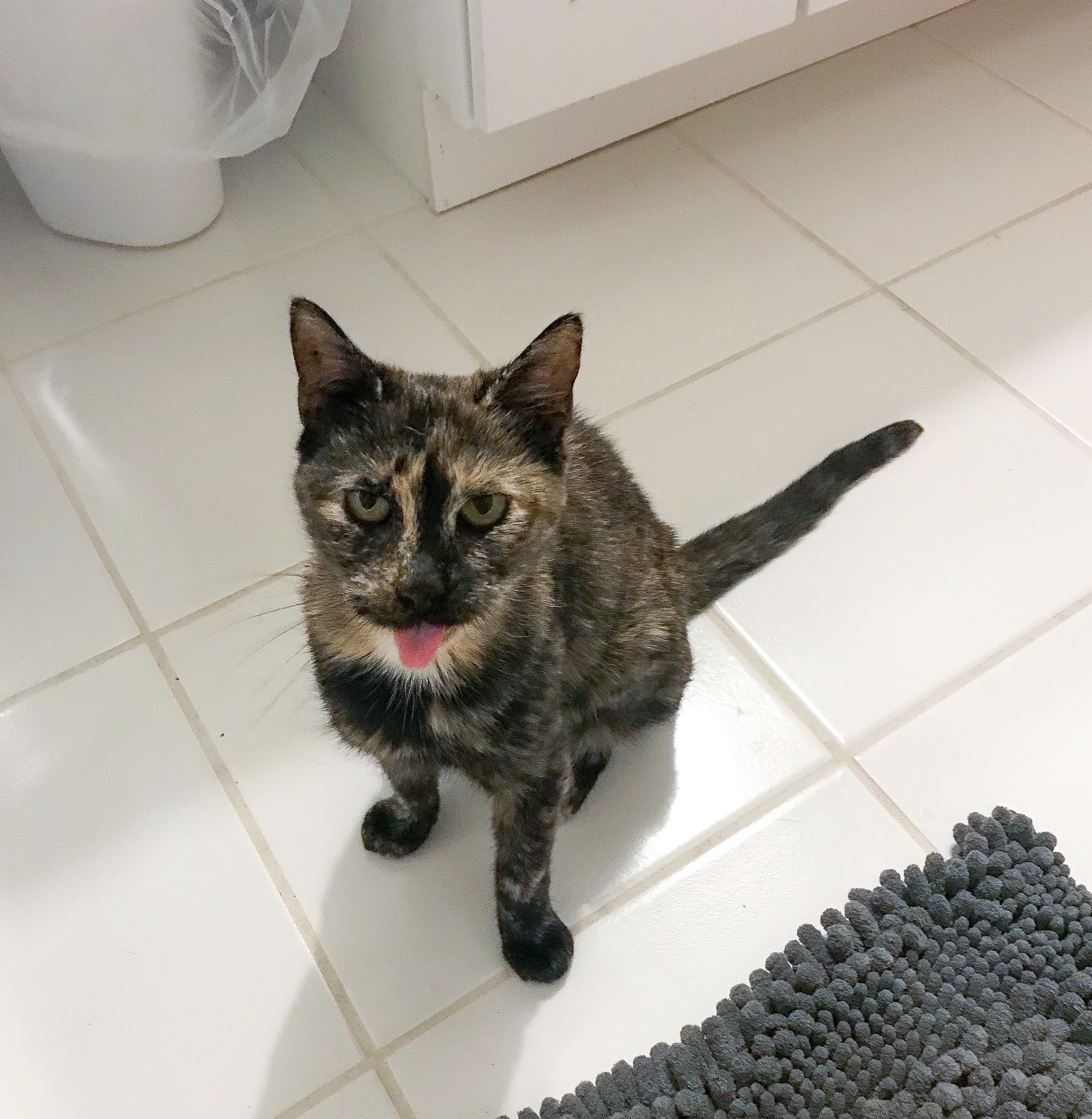 Enlarge Minnie, a Adoptable mixed breed in Nutley, NJ image 2/4