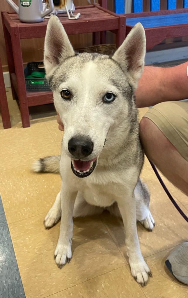 Enlarge Luna, a Adoptable Husky in Little Elm, TX image 1/1
