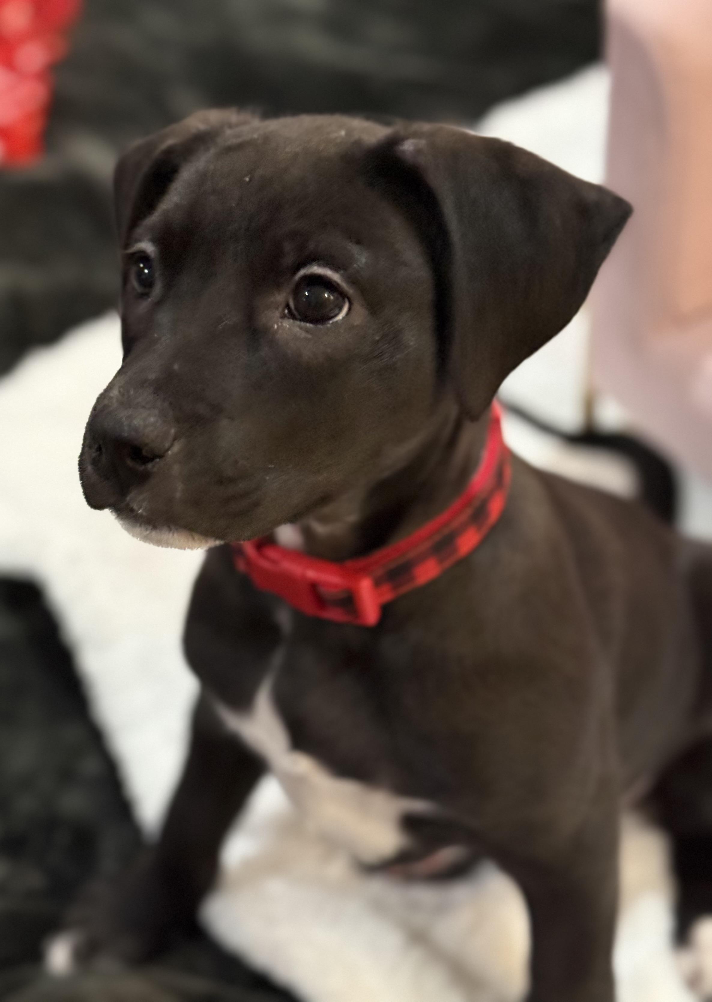Nyx, ADOPTABLE, Puppy Female Black Labrador Retriever.