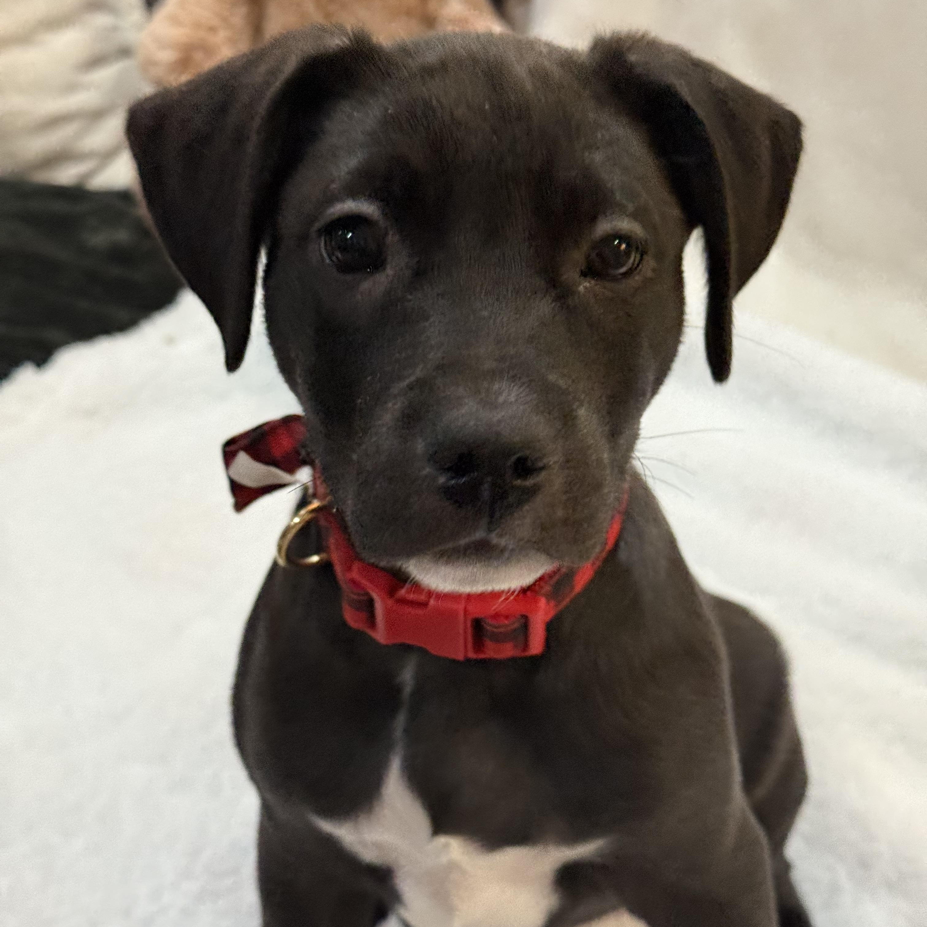 Nyx, a ADOPTABLE mixed breed in Park Forest, IL image 2/6