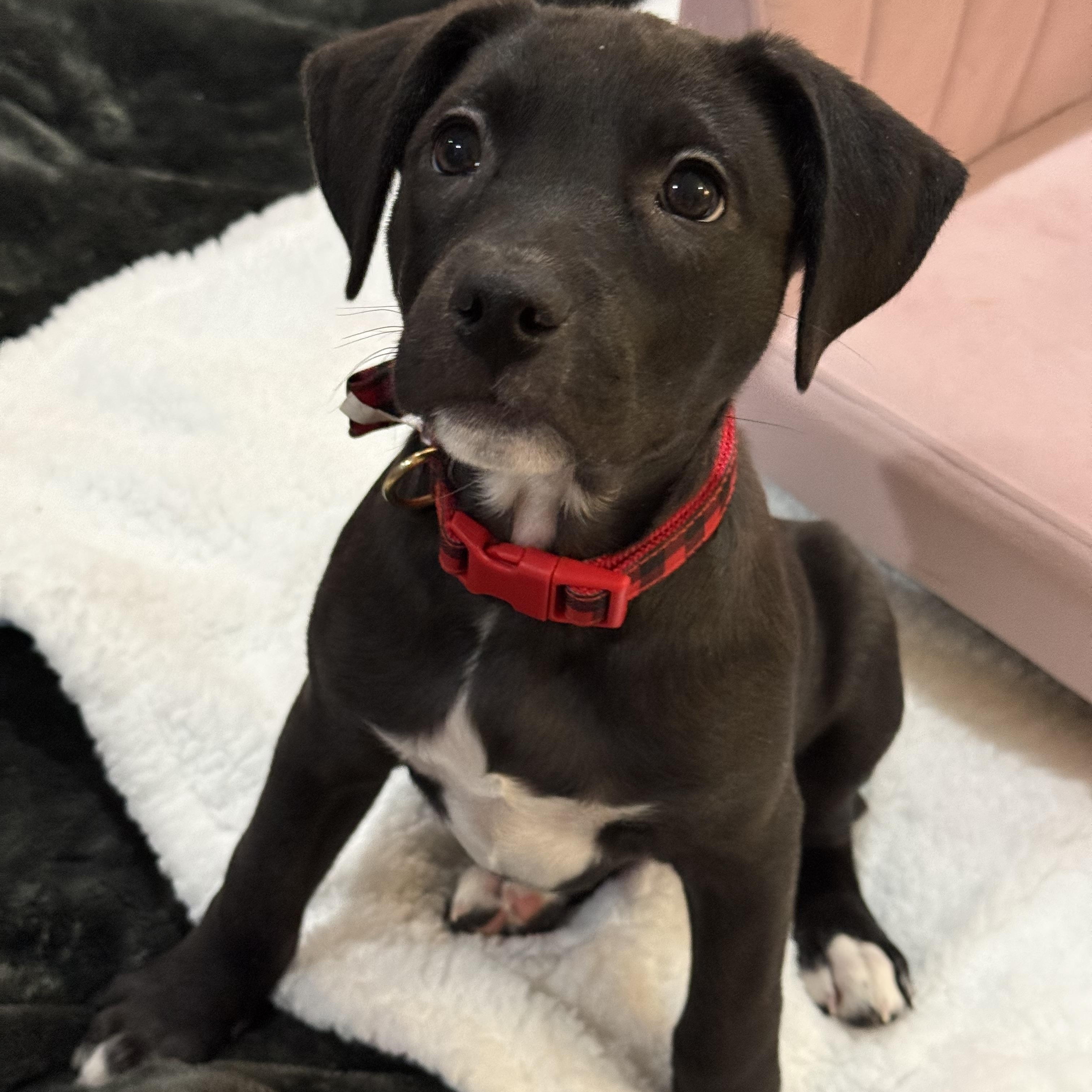 Nyx, a ADOPTABLE mixed breed in Park Forest, IL image 3/6