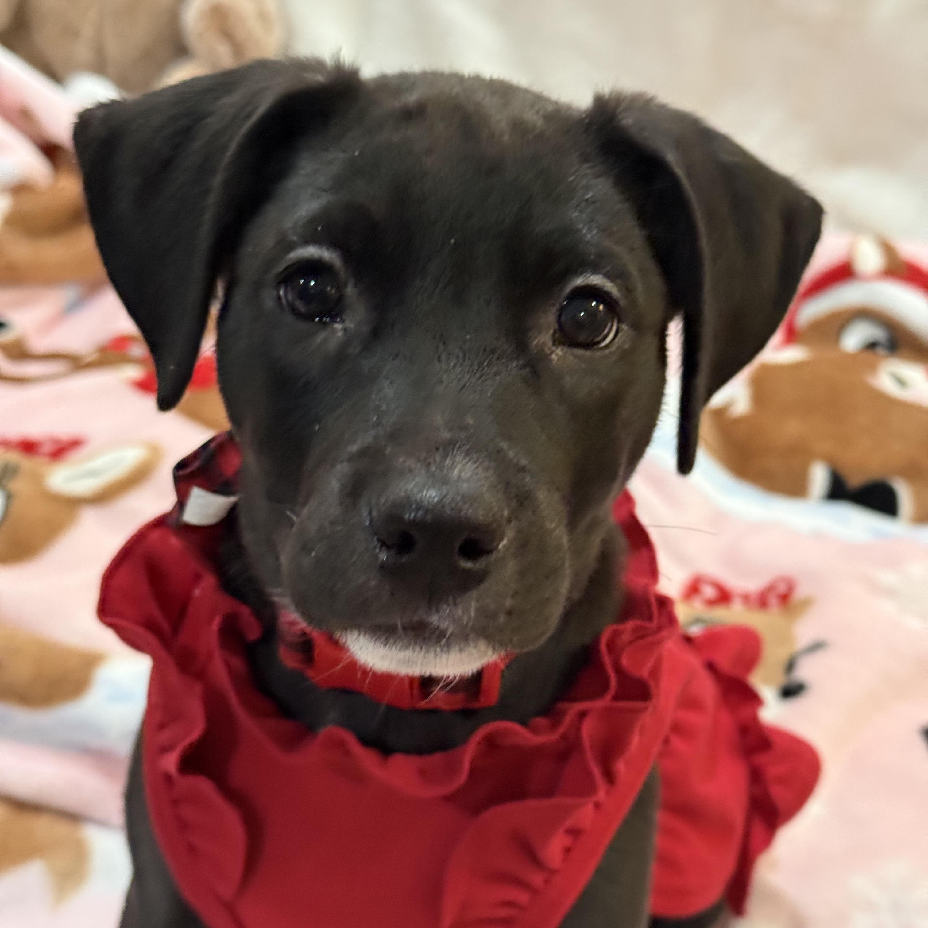 Nyx, a ADOPTABLE mixed breed in Park Forest, IL image 4/6