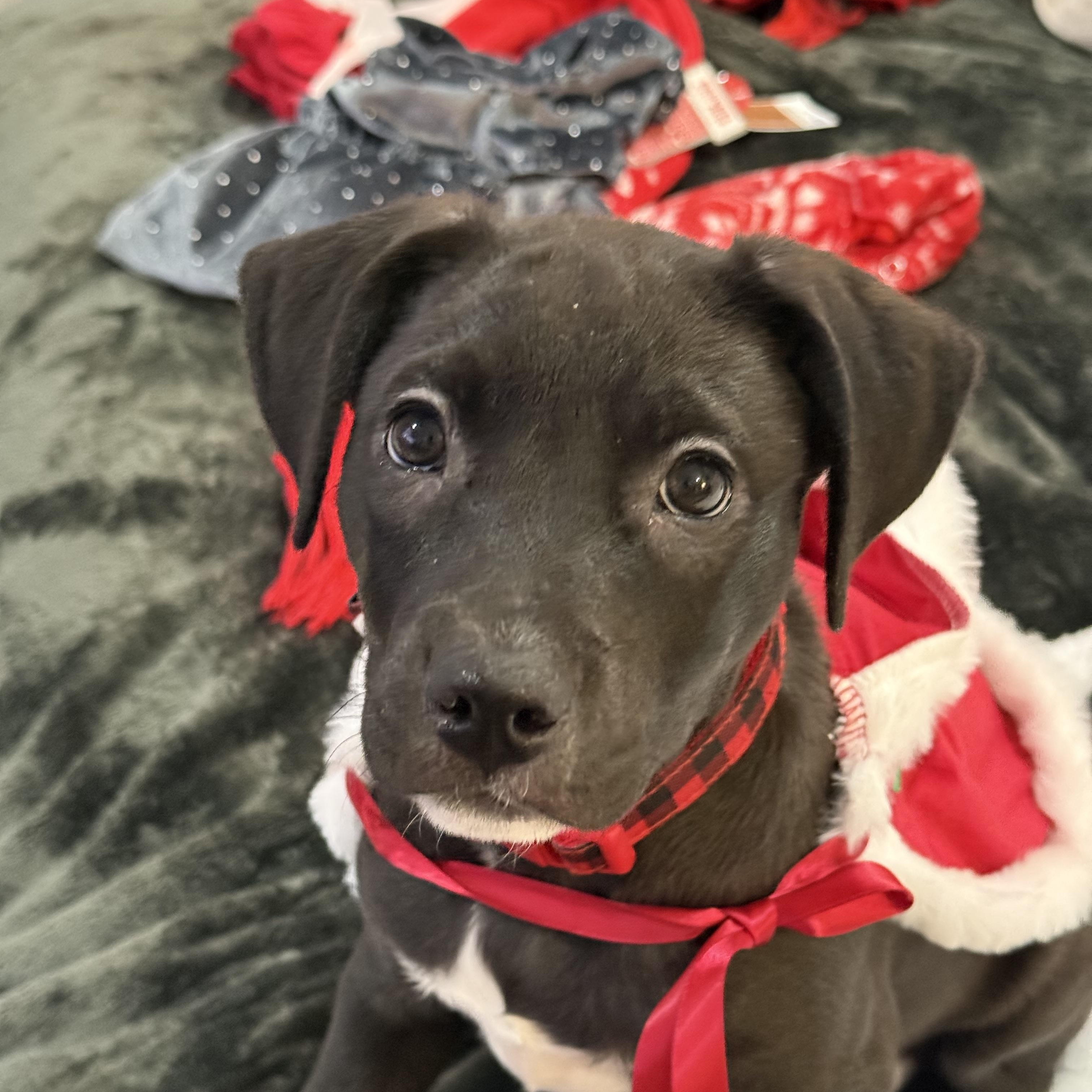 Nyx, a ADOPTABLE mixed breed in Park Forest, IL image 5/6