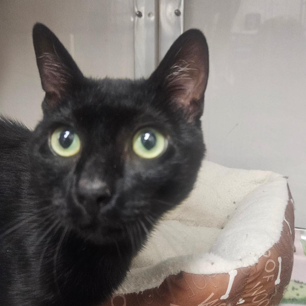 Rhyse, Adoptable, Adult Male Domestic Short Hair.