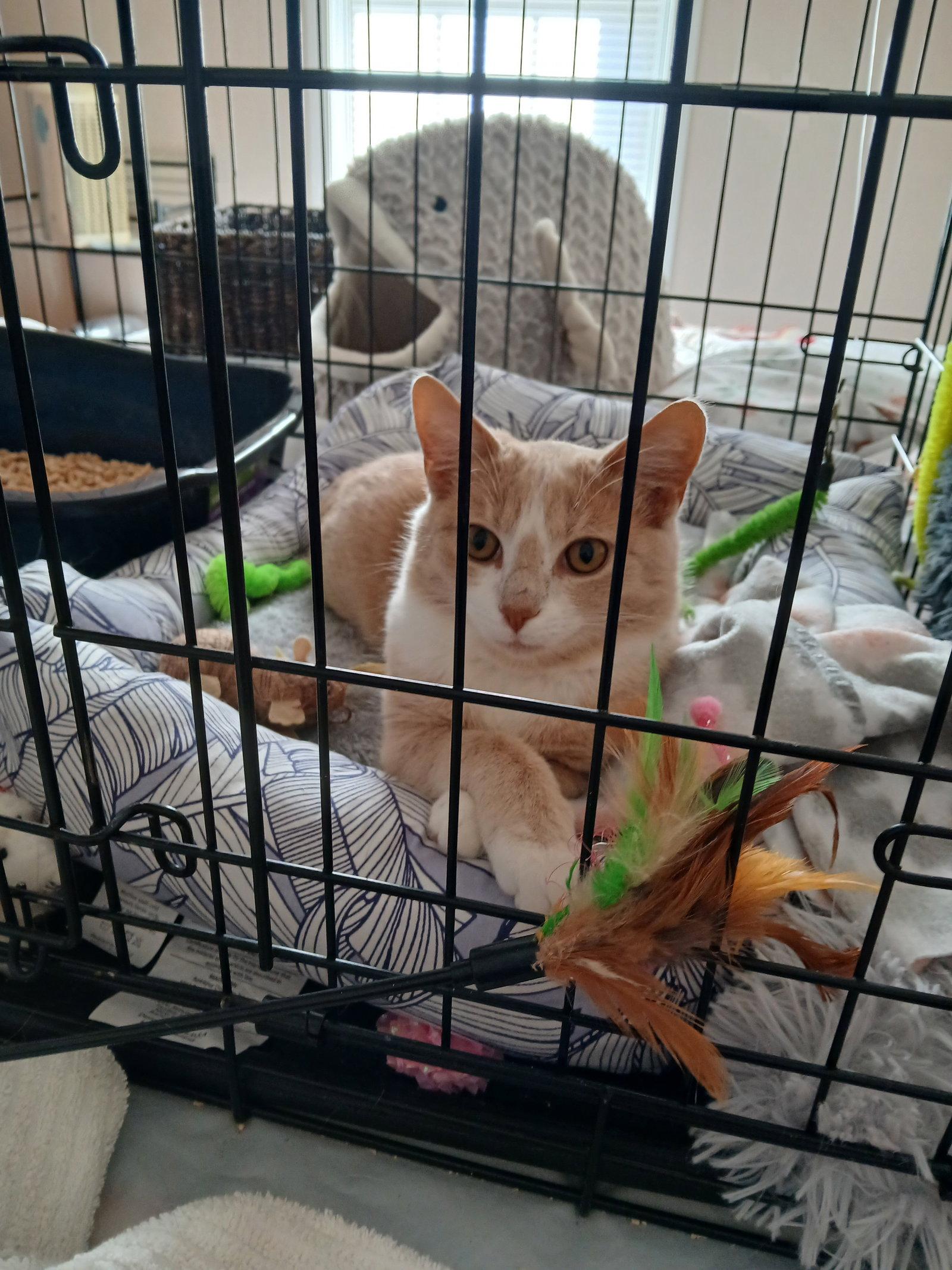 Jill, Adoptable, Young Female Domestic Short Hair.