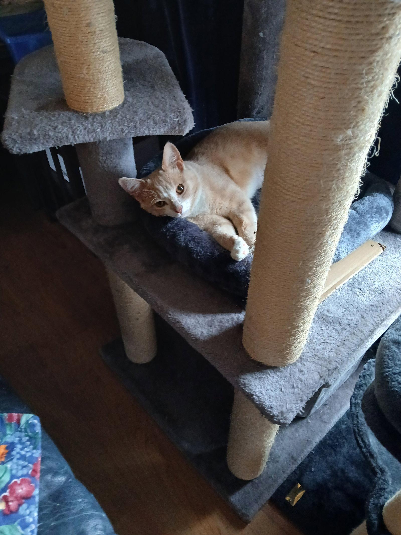 Jill, a Adoptable Domestic Short Hair in Pittsboro, NC image 2/2