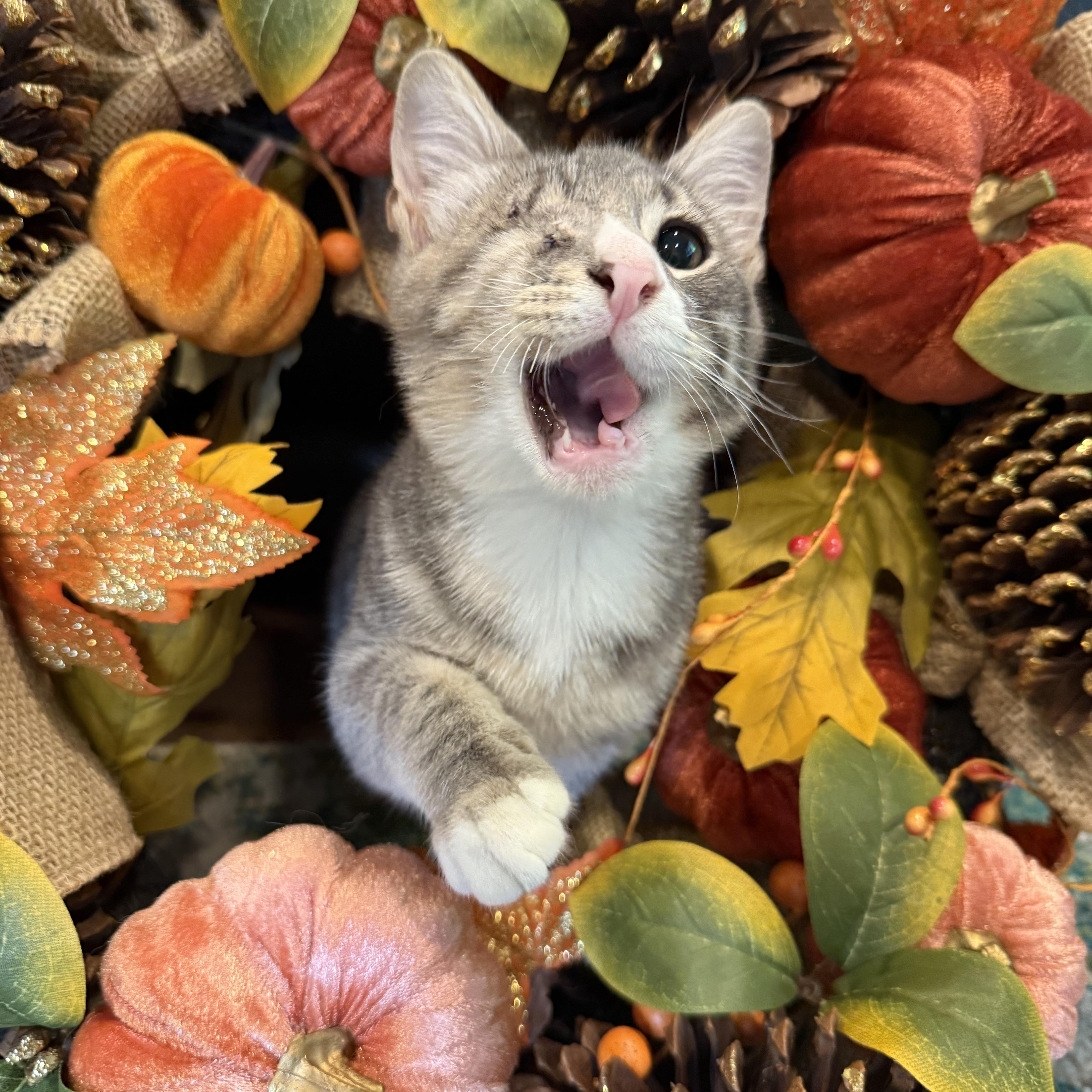 Frankie, Adoptable, Kitten Male Domestic Short Hair.